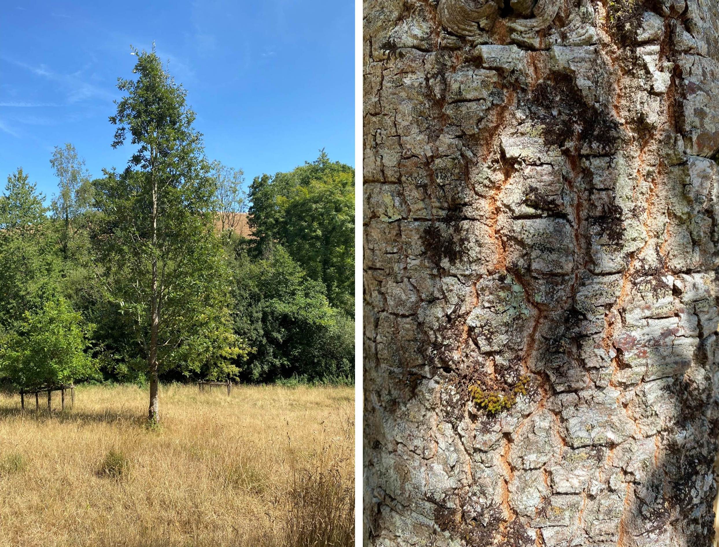 Bark on Q. afares at Pouyouleix