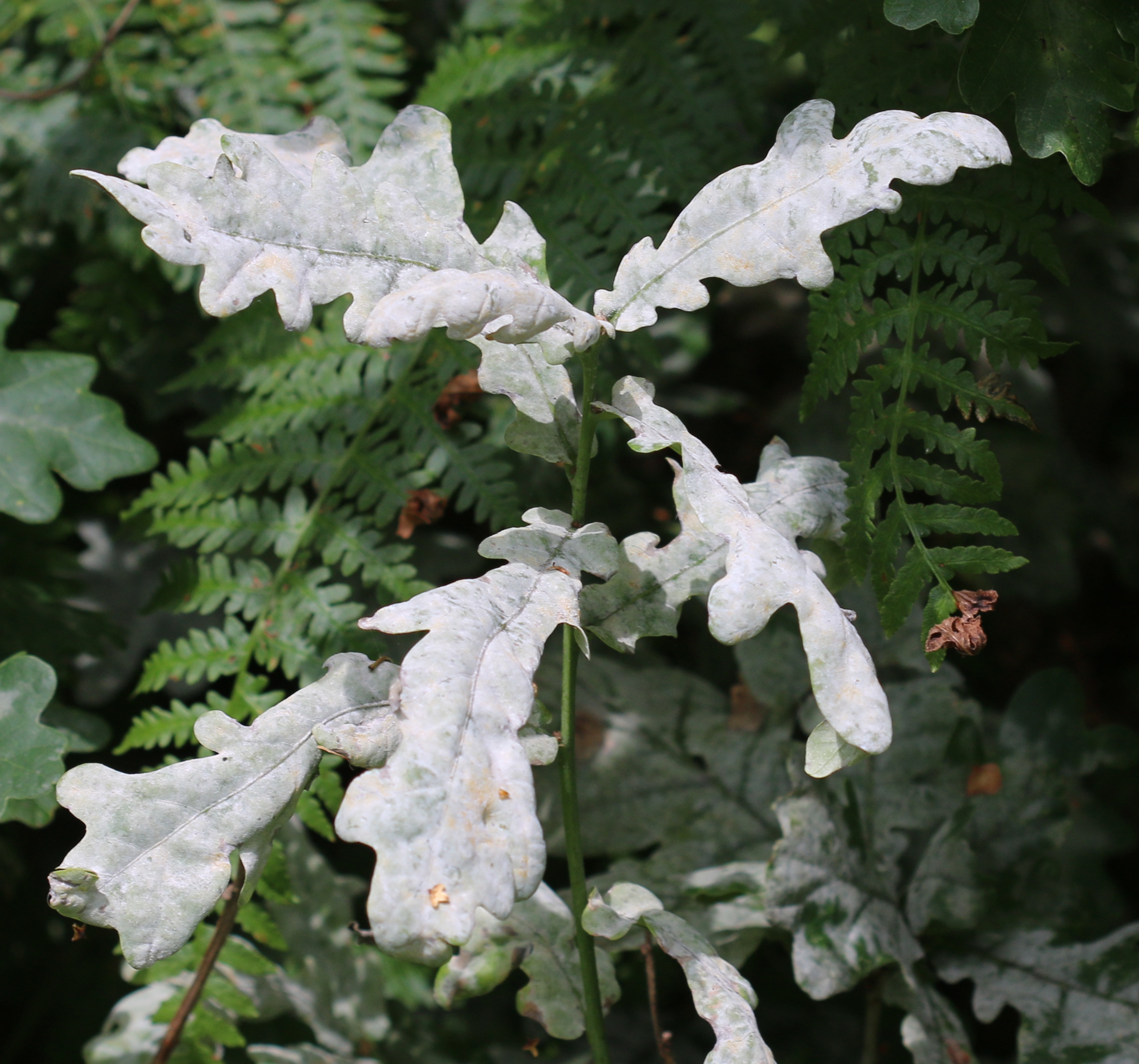 Erysiphe alphitoides (Oak powdery mildew)