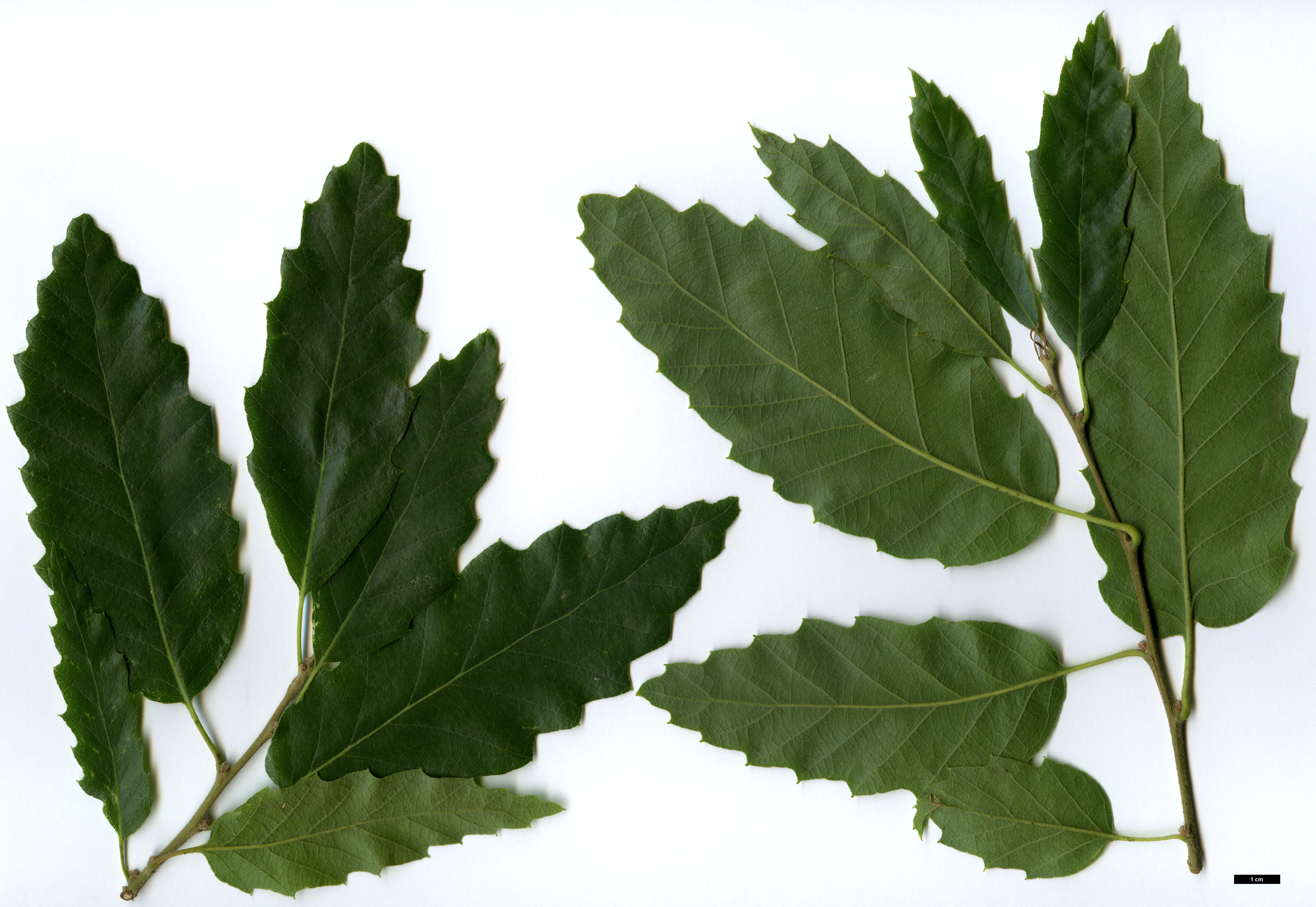 Quercus afares at SHHG - Jan De Langhe