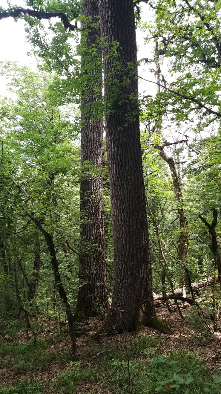 Figure 1: Quercus castaneifolia in Golestan province, northeastern Iran