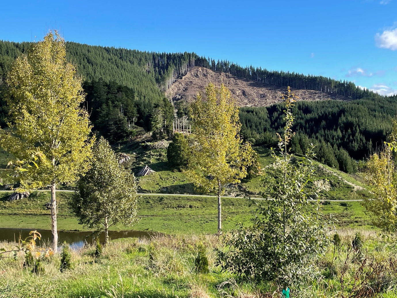 Figure 20 New planting project north of Guthrie-smith Arboretum upslope of constructed wetland; neighbouring windthrow salvage o