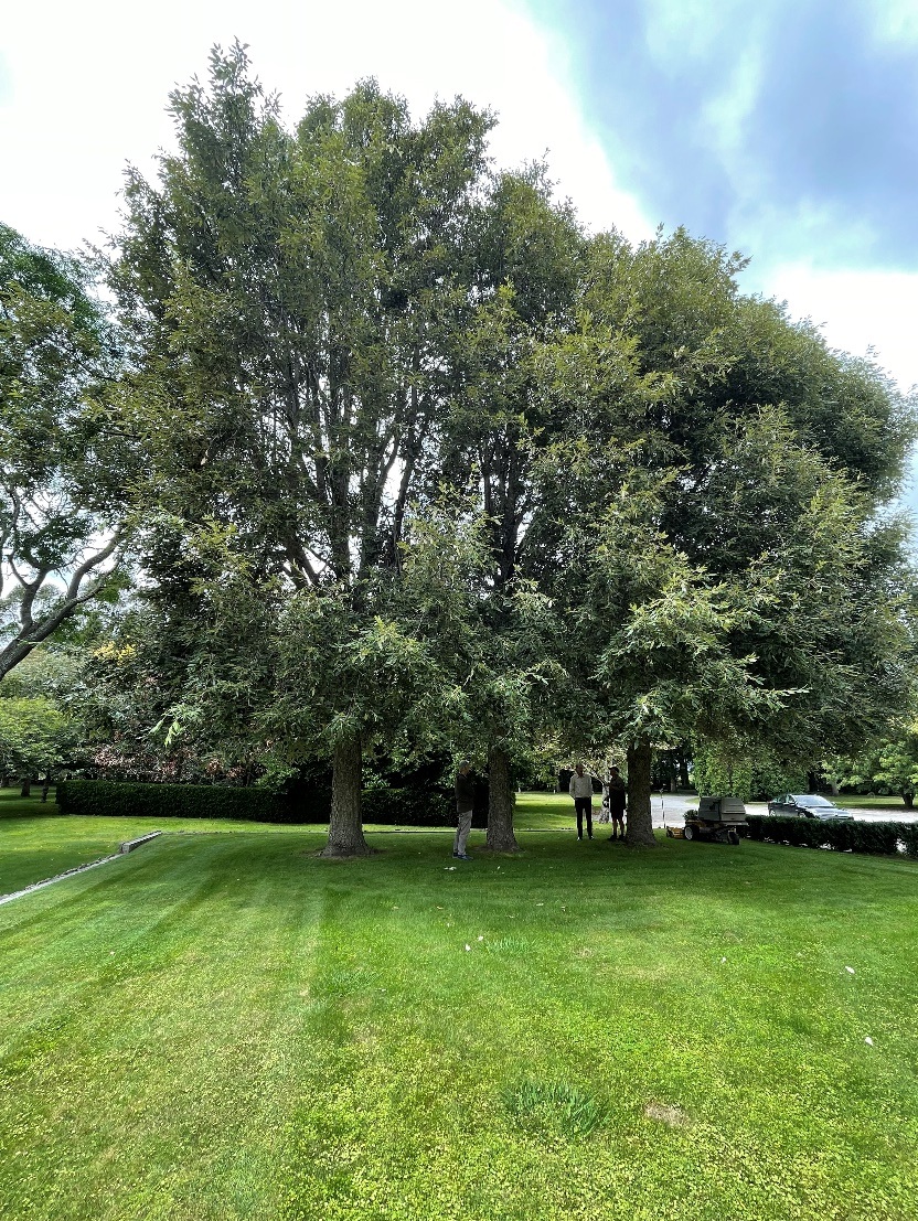 Figure 4 Pampered Himalayan oaks at Bostock winery – 61cm dbh, 19m height, 18 years old