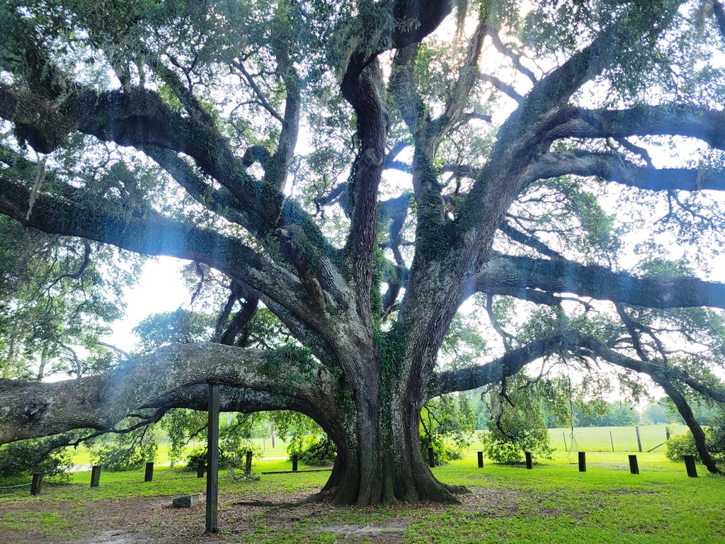The Big Oak, Geneva, Alabama