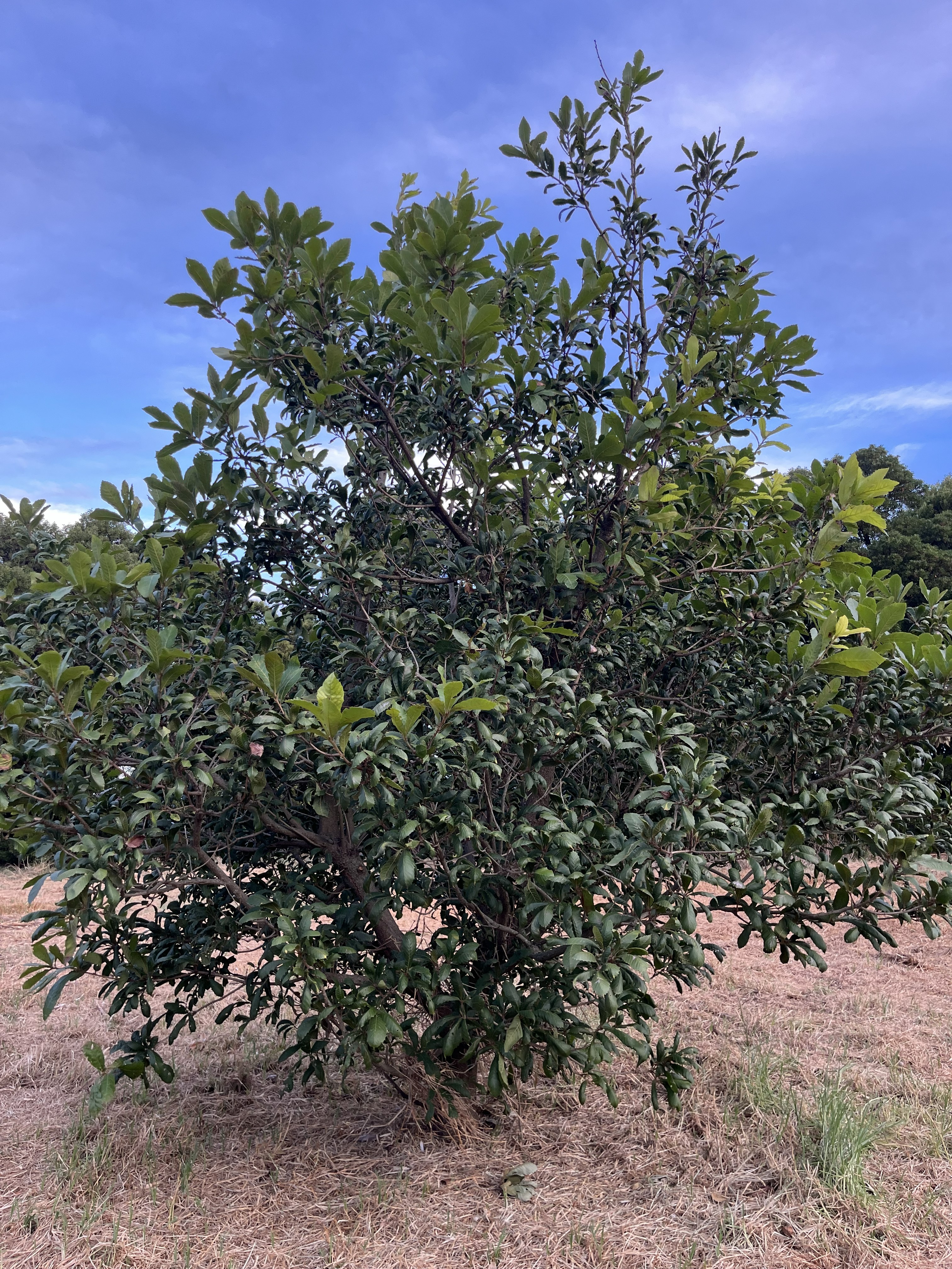 Quercus insignis is growing steadily at Grigadale Arboretum