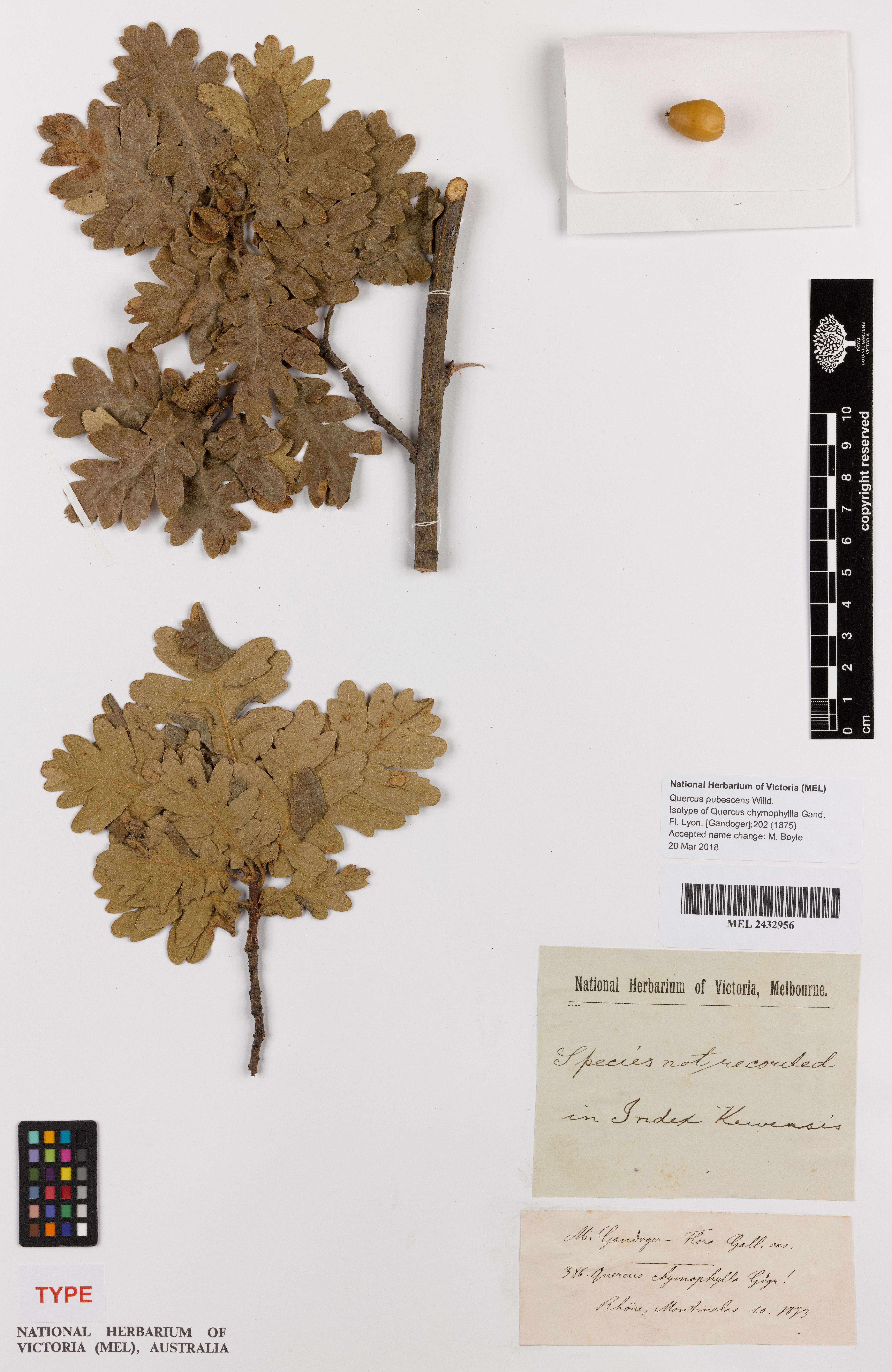 Quercus chymophylla