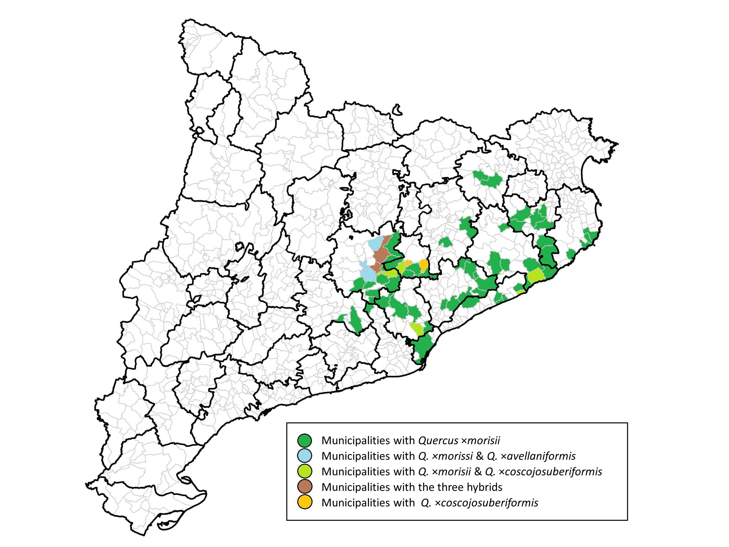 Map of the districts of Catalonia with presence of Q. suber hybrids