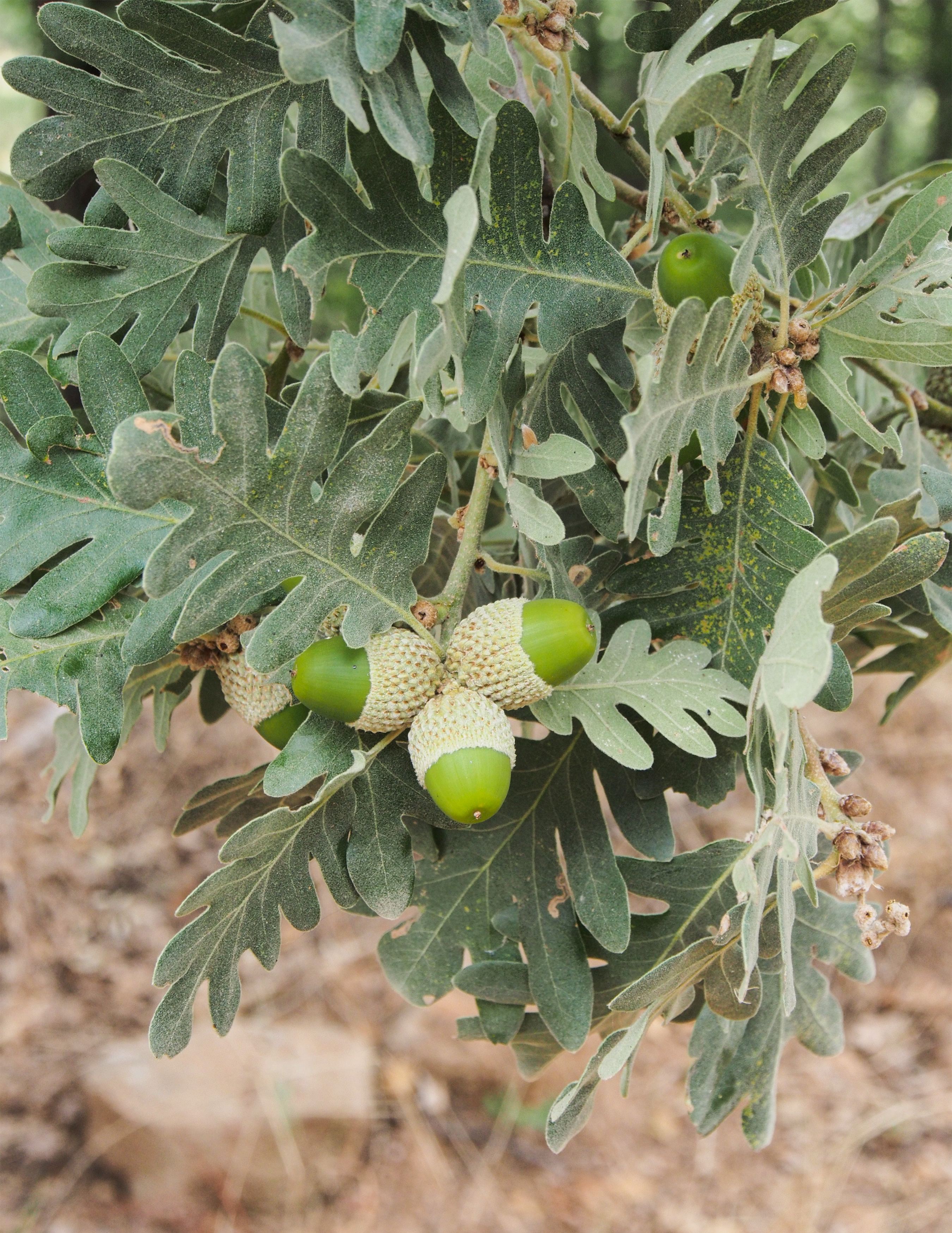 Quercus pyrenaica. © Luis Fernández García.   Reproduced under the Creative Commons Attribution-Share Alike 4.0 International li