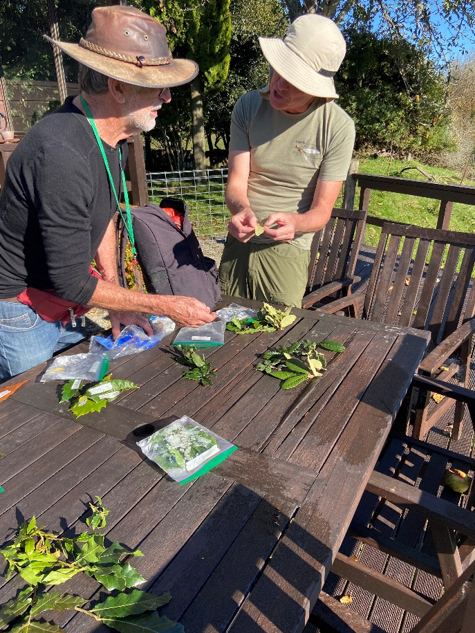 Eric Cairns and Roderick Cameron discussing the diversity of leaf forms in various Mexican oak species and hybrids