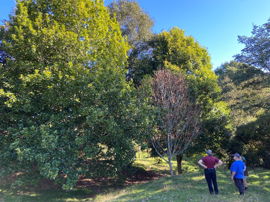 Tim, Rick and Haley standing in awe of the incredible Quercus insignis at Hackfalls