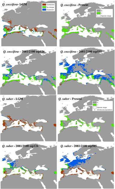 Modeled distributions of Mediterranean-zone species (Quercus coccifera and Quercus suber) under climatic conditions of the Last