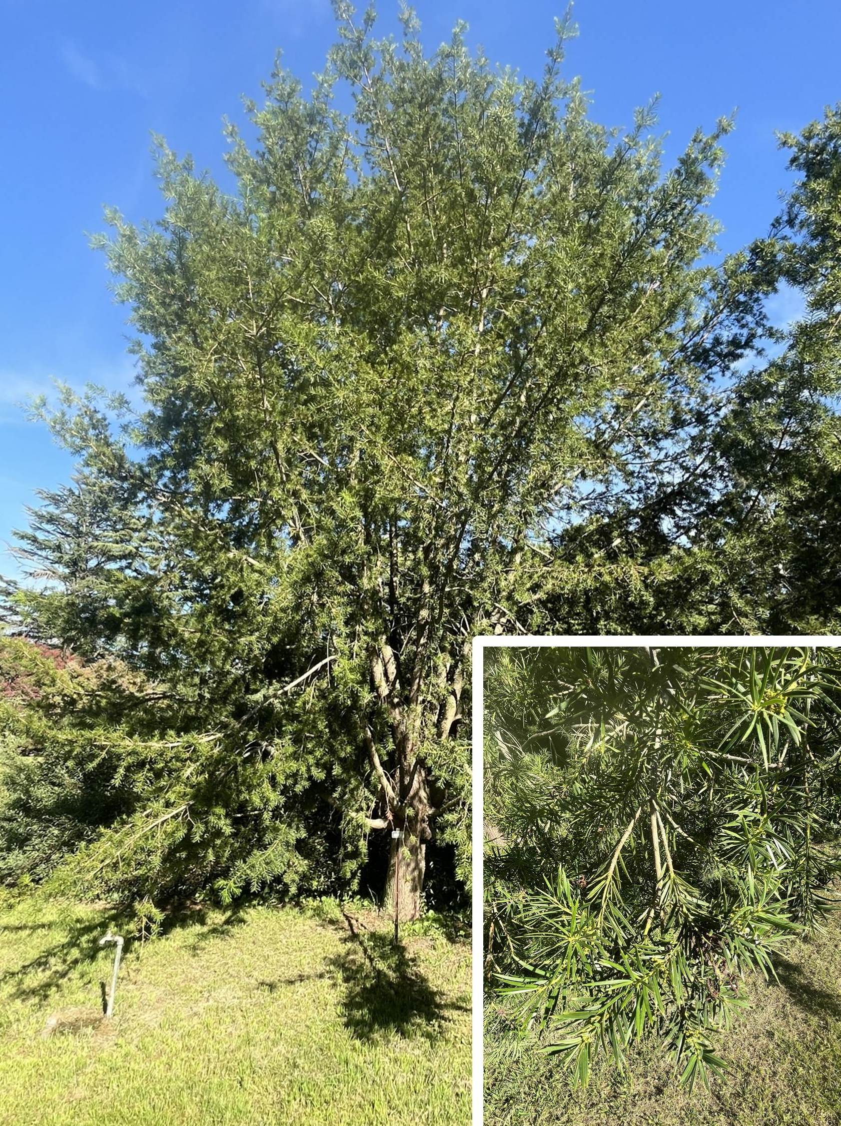 Podocarpus parlatorei, native to northern Argentina and Bolivia