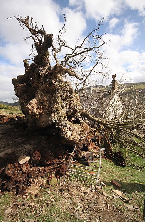 The sad remains of the Pontfadog Oak, felled by high winds in April 2013 © Rory Francis. Reproduced under Creative Commons Attri