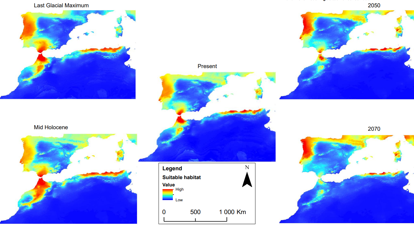 Predicted habitat for Q. canariensis