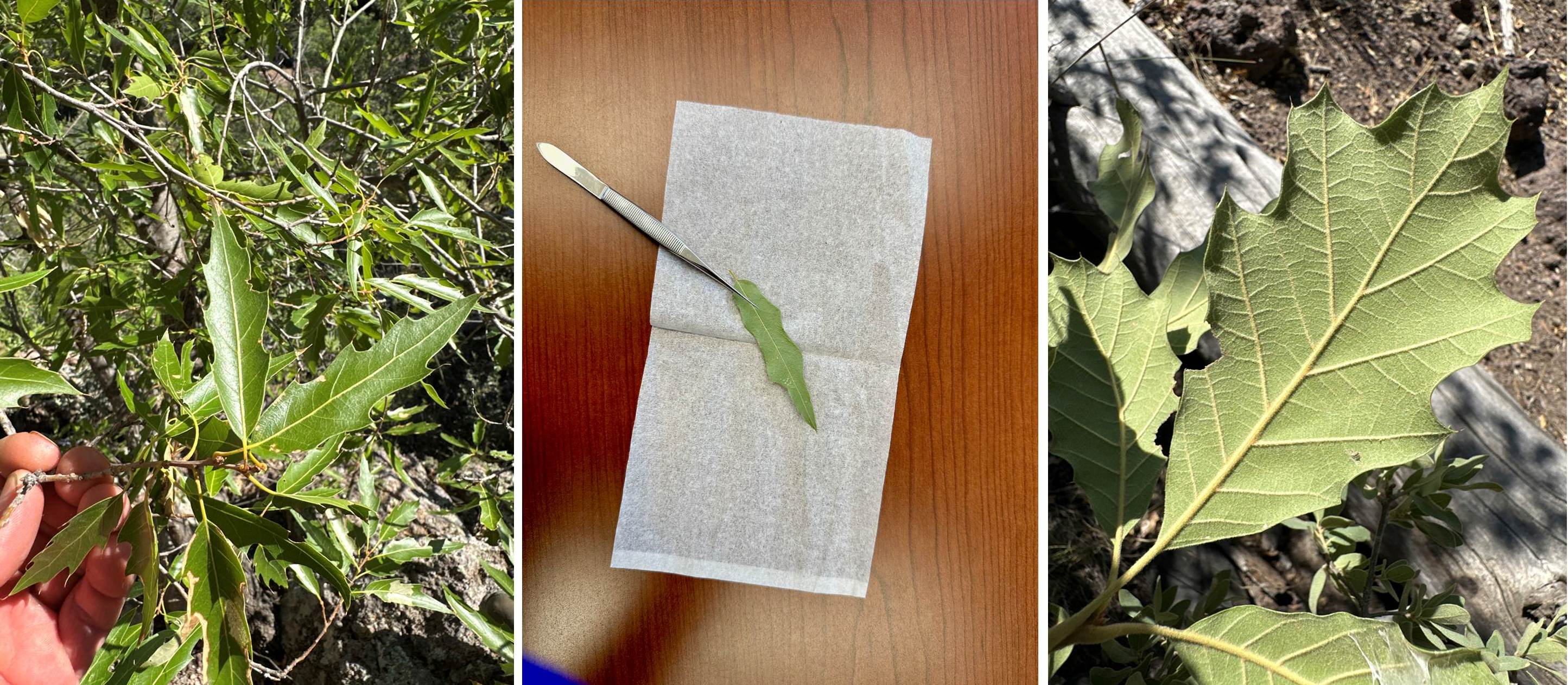 Quercus graciliformis and a Red Oak Hybrid