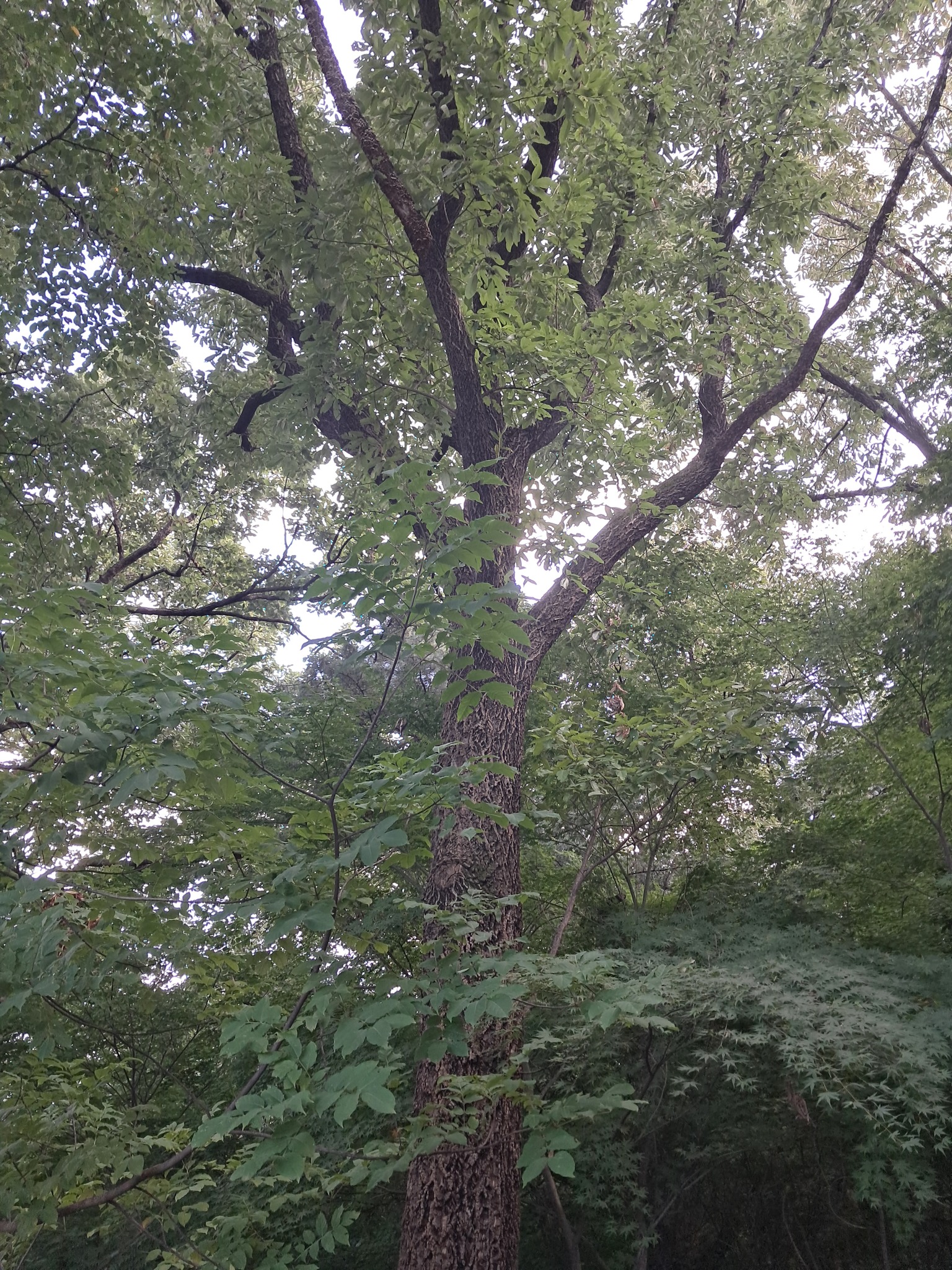 Quercus aliena, Jeongneung Royal Tomb, Seoul