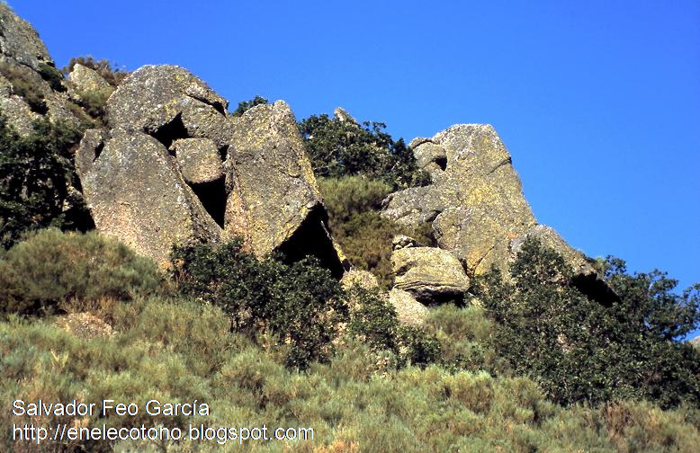Quercus orocantabrica in montane habitat