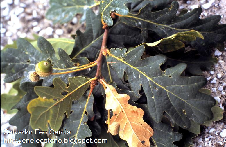 Quercus orocontabrica, dark foliage