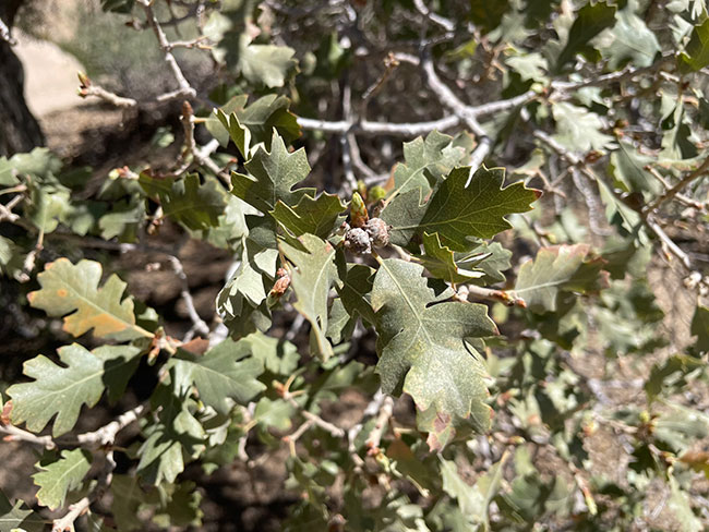 Quercus xmunzii