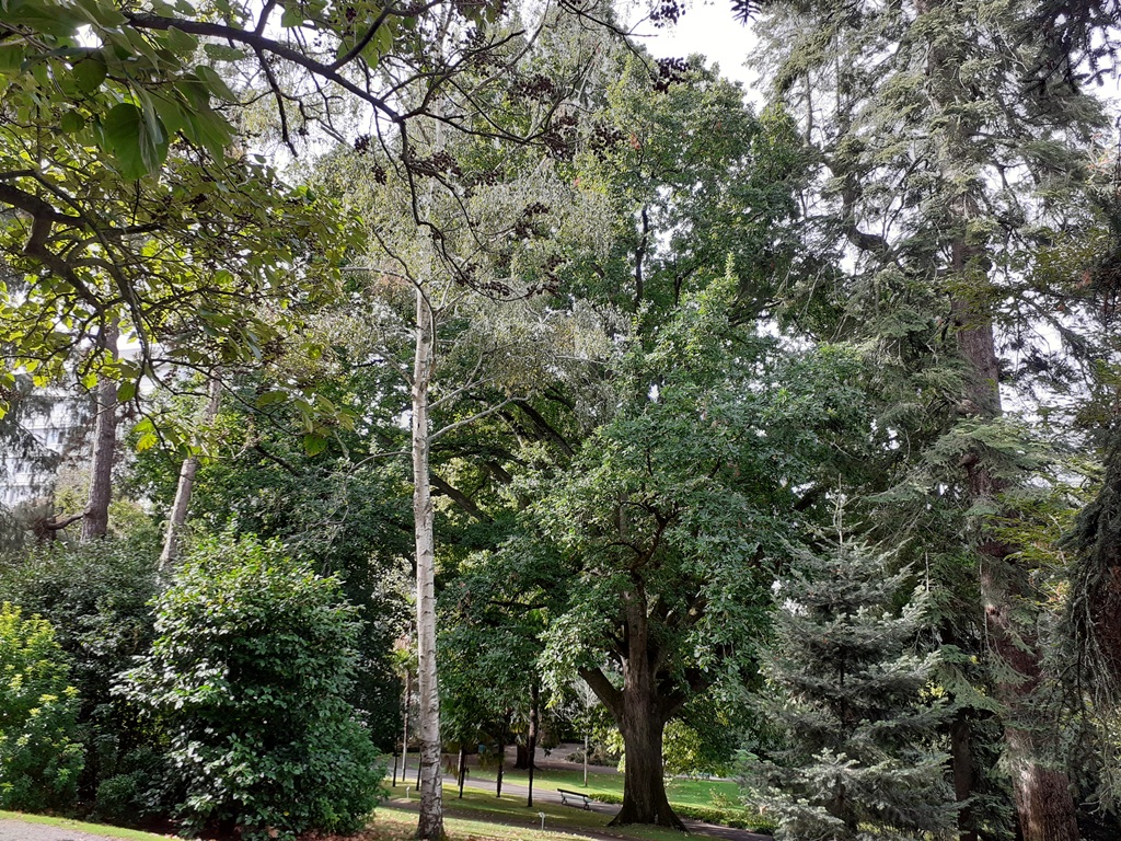 Quercus afares