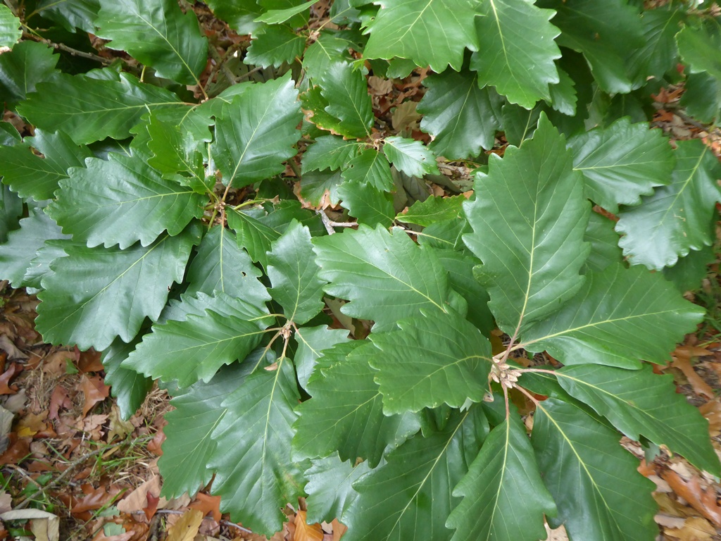 Quercus canariensis foliage on a tree at Thorp Perow Arboretum, UK (c) Charles Snyers