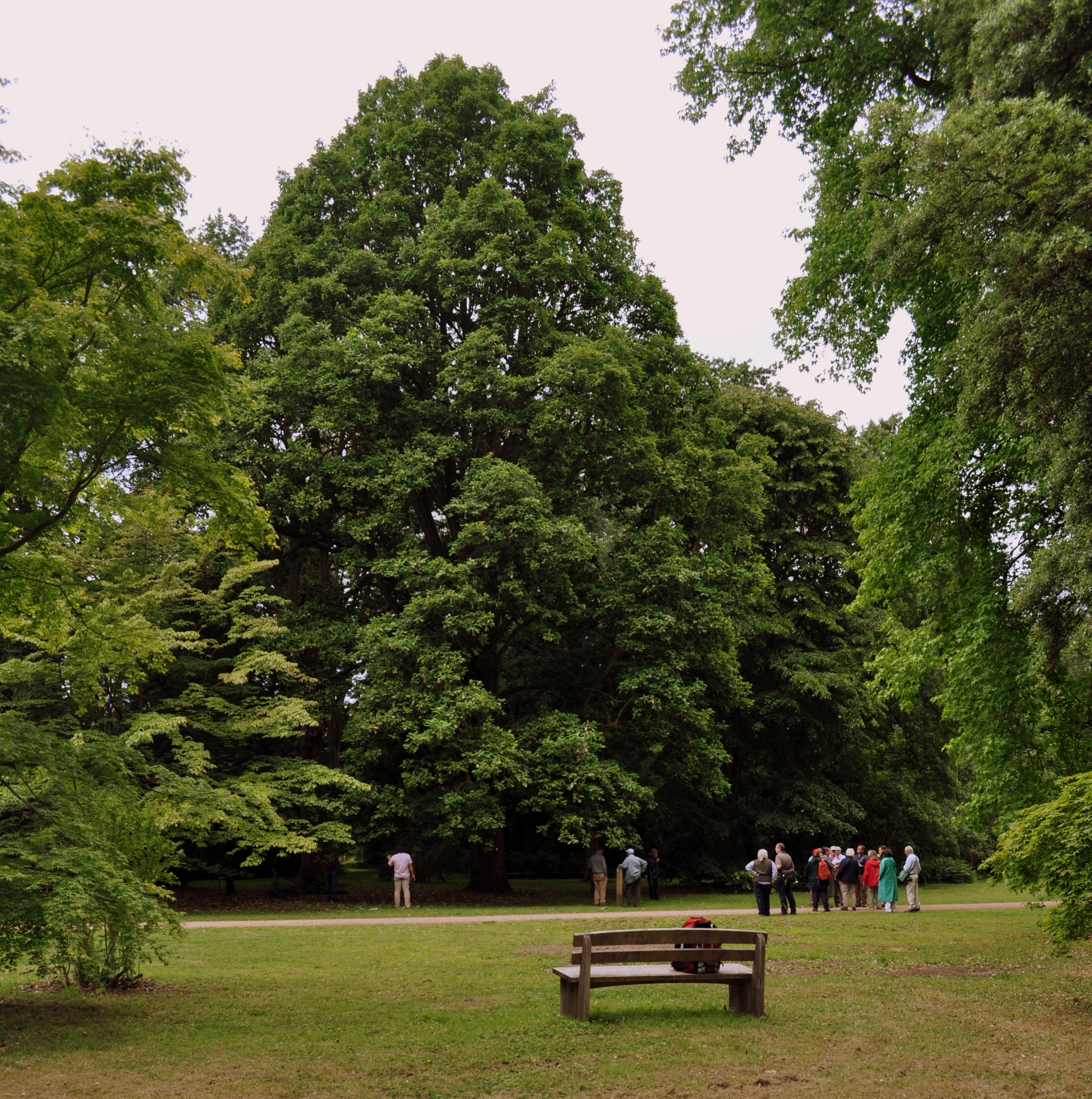 Quercus canariensis, Silk Wood, Westonbirt (c) Charles Snyers