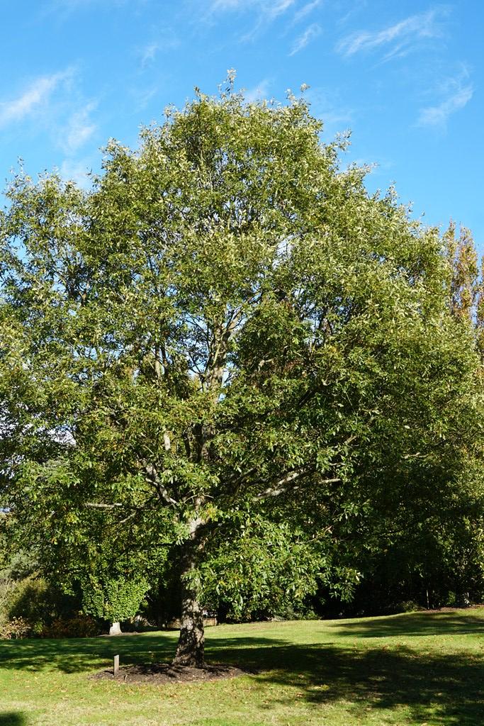 Quercus castaneifolia Savill Garden