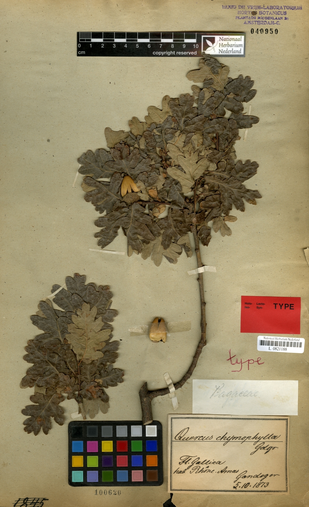 Quercus chymophylla isotype Leiden