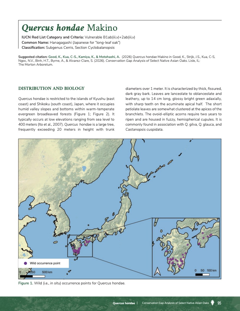 Page from Quercus hondae species profile, a Vulnerable oak from Japan