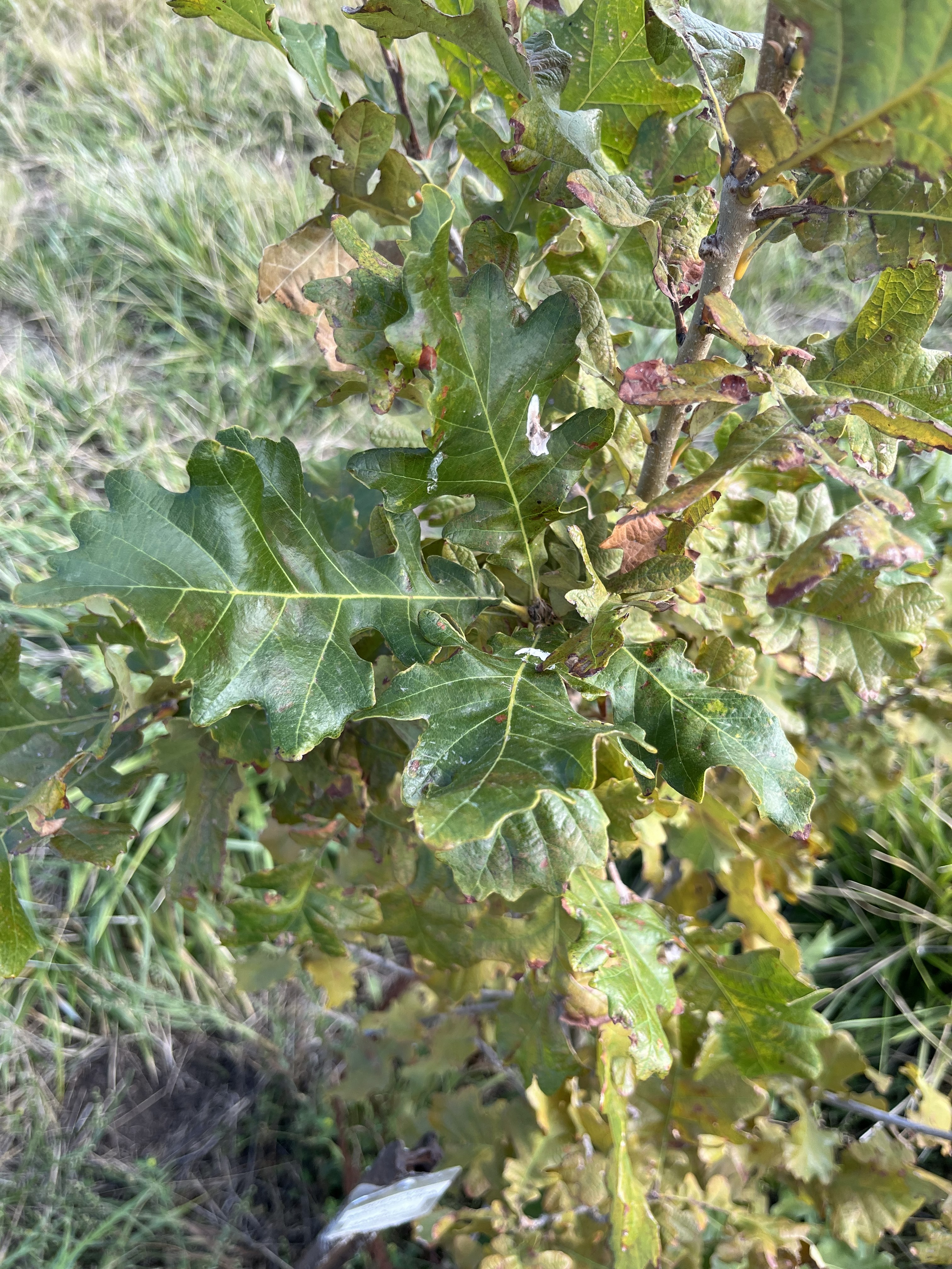 Quercus ×mazei