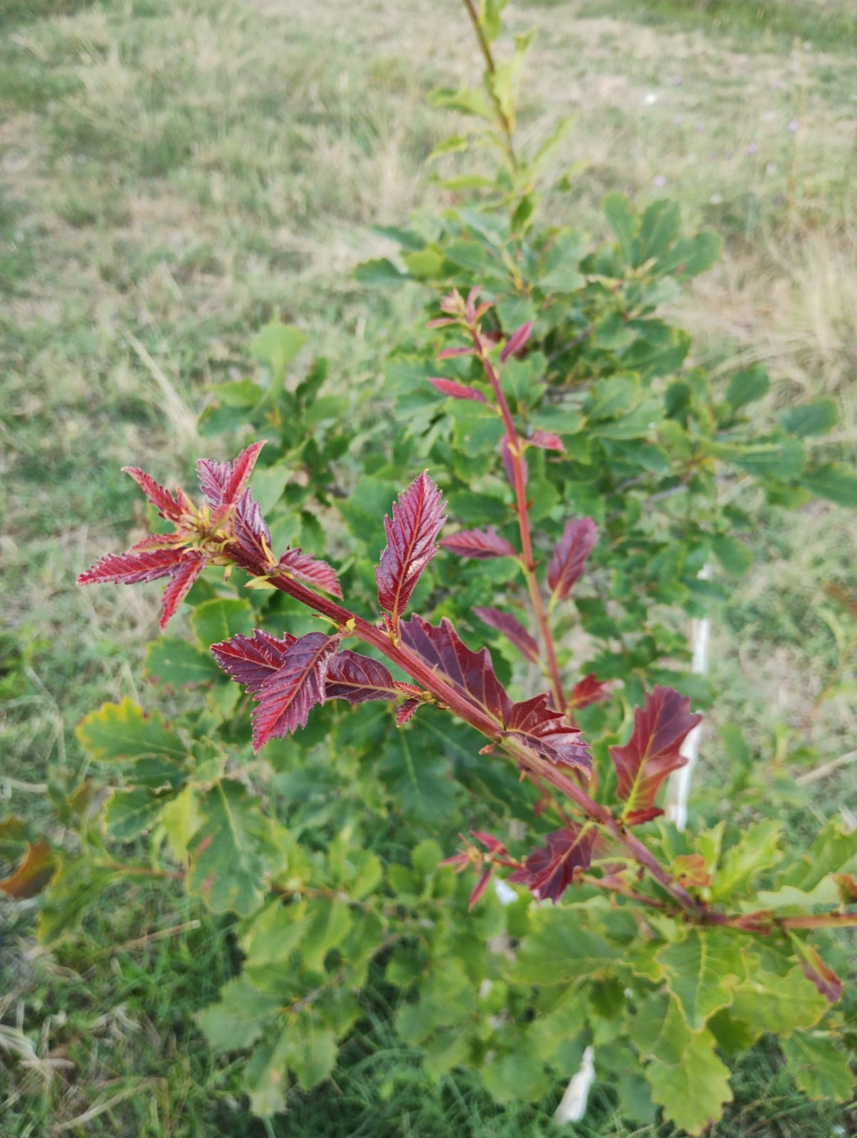 Quercus muehlenbergii from Guadalupe Mountains, Texas