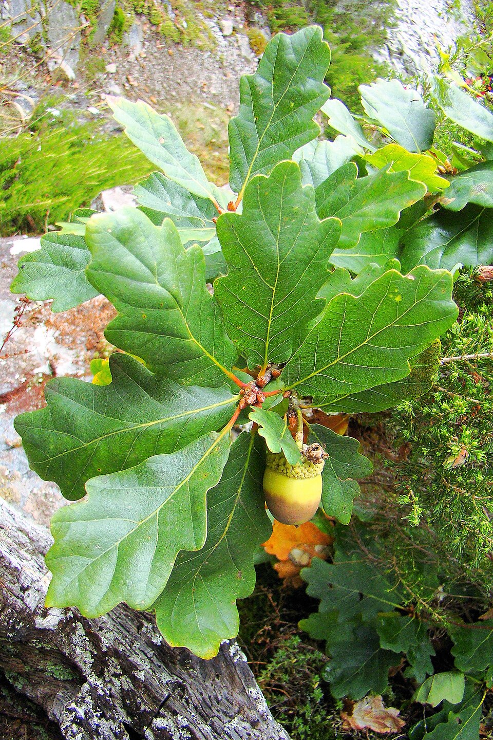 Quercus orocantabrica