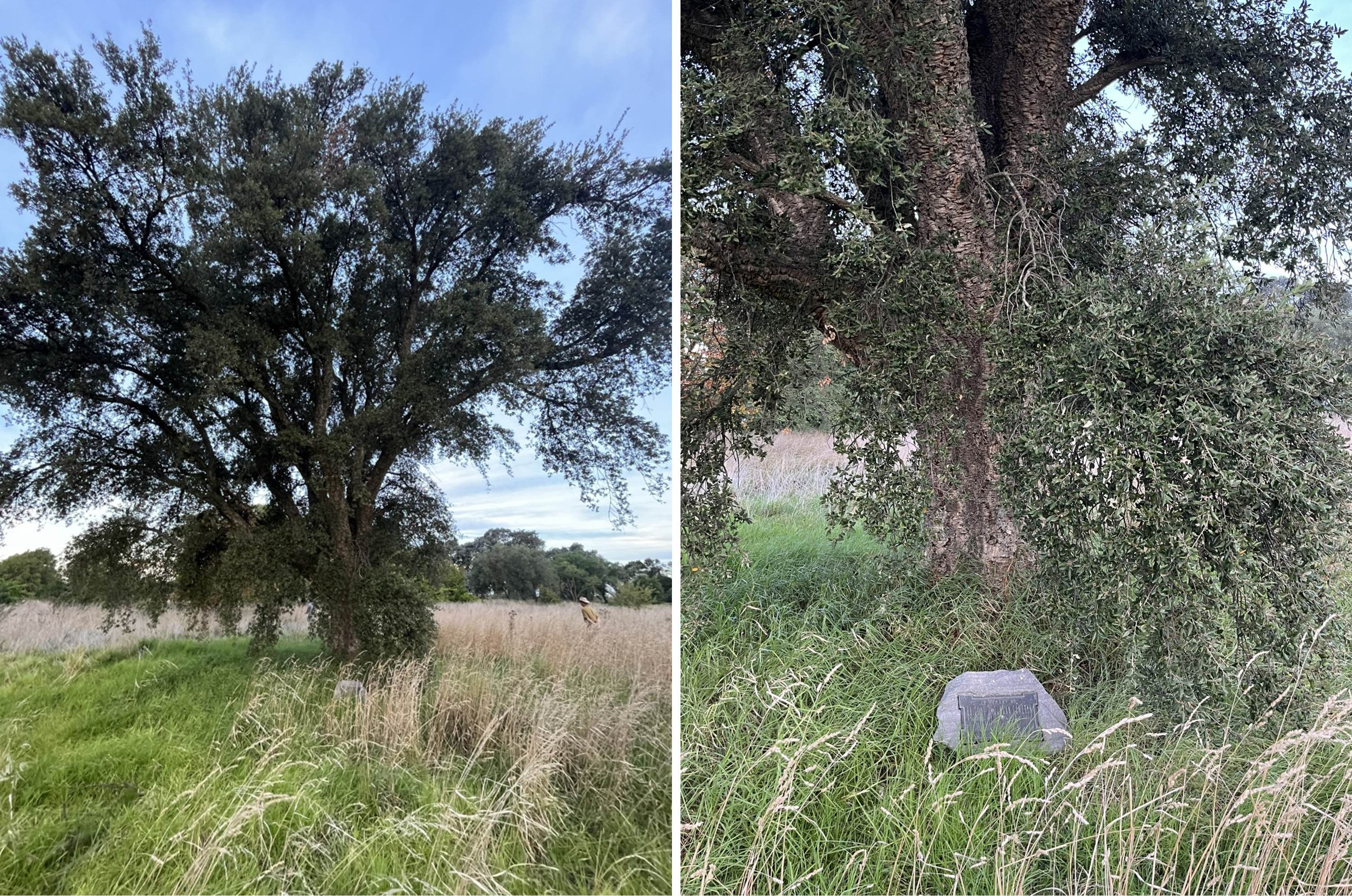 Quercus suber at Grigadale