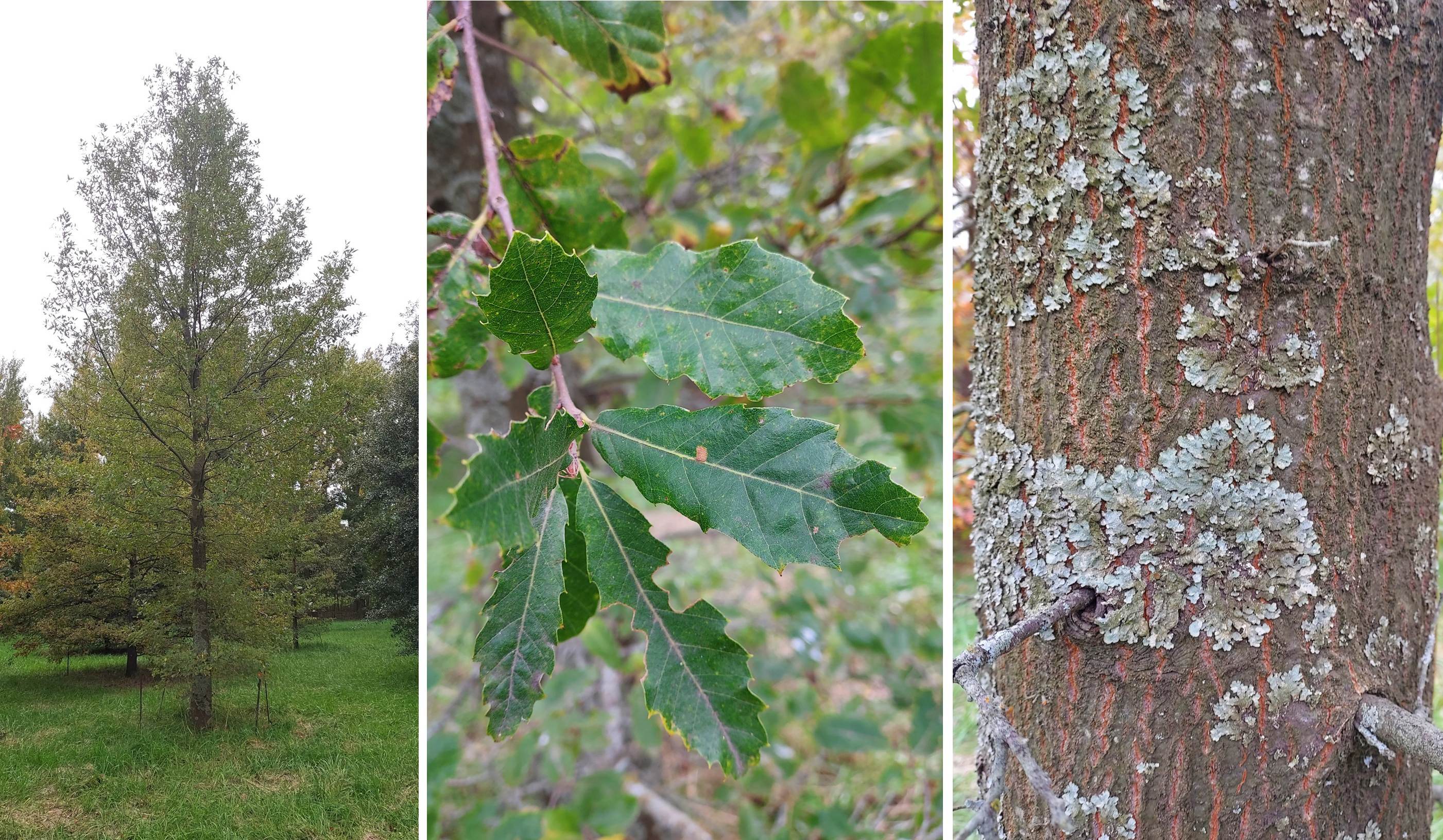 Quercus afares at San Miguel Arboretum