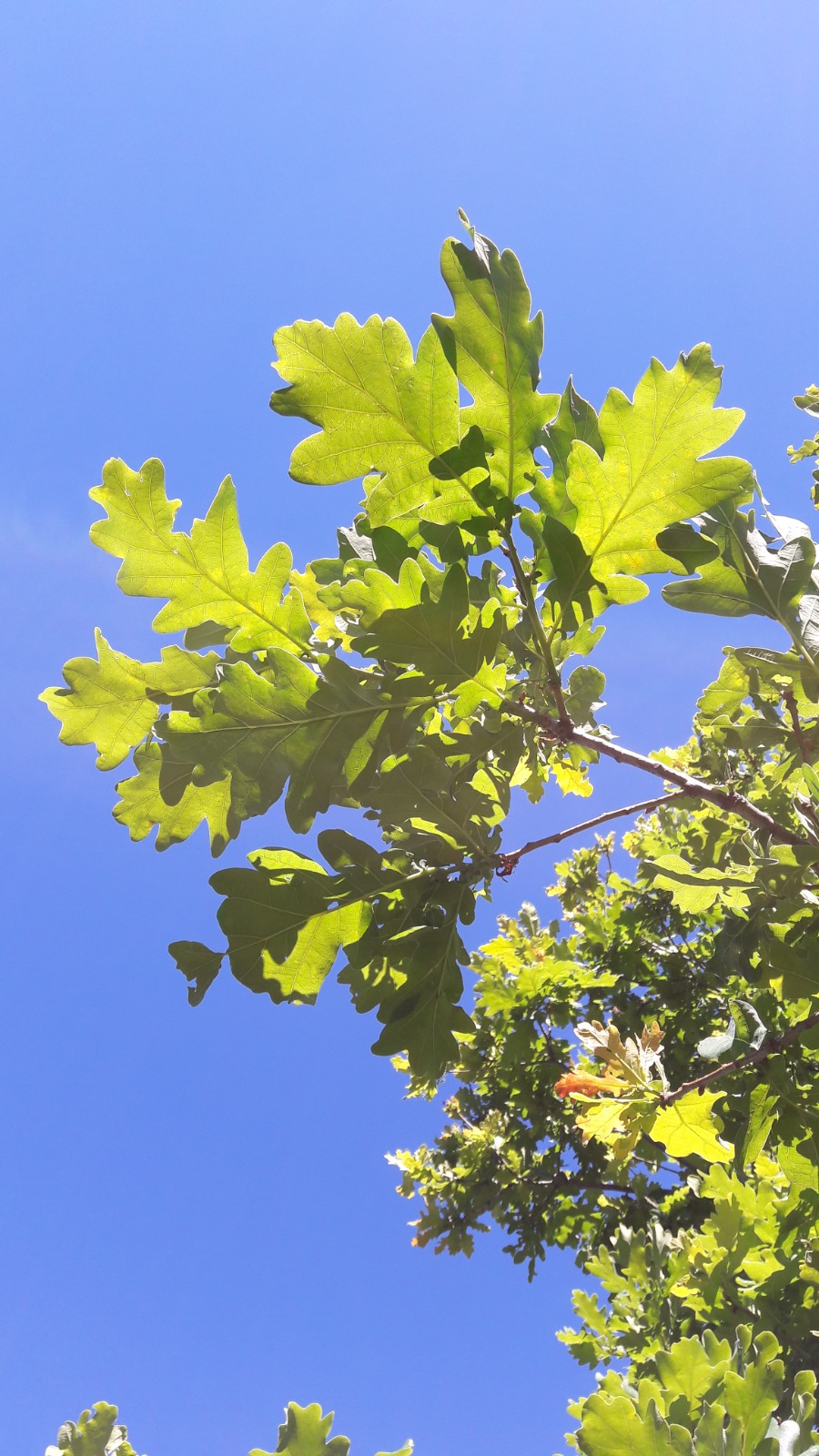 Quercus orocantabrica foliage