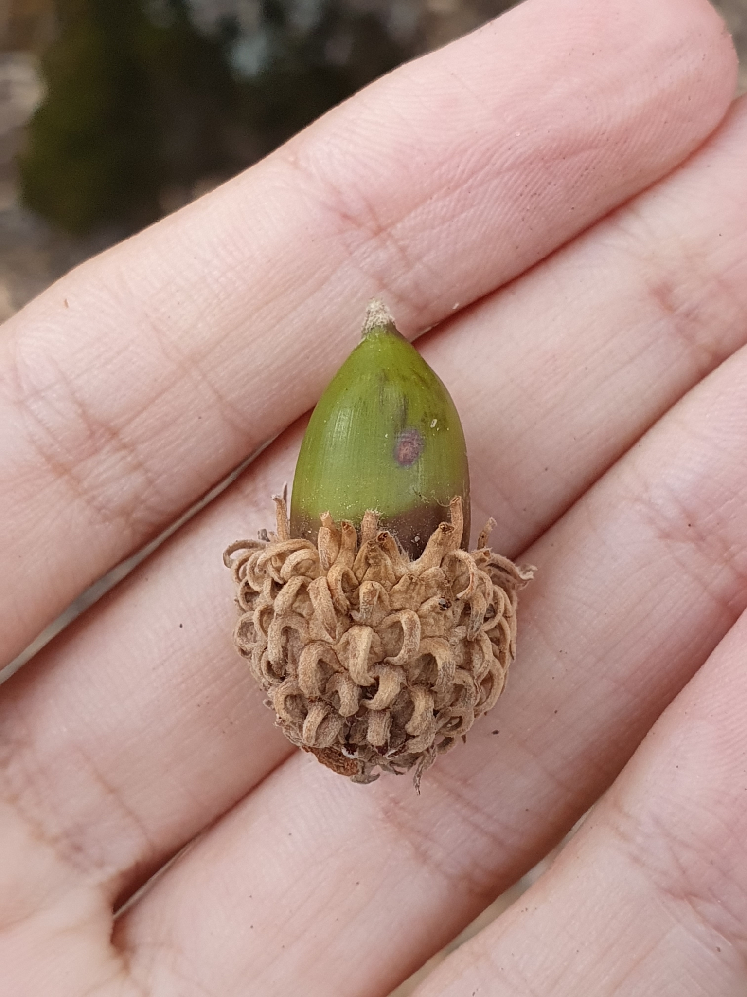 Quercus afares acorn Mehdi