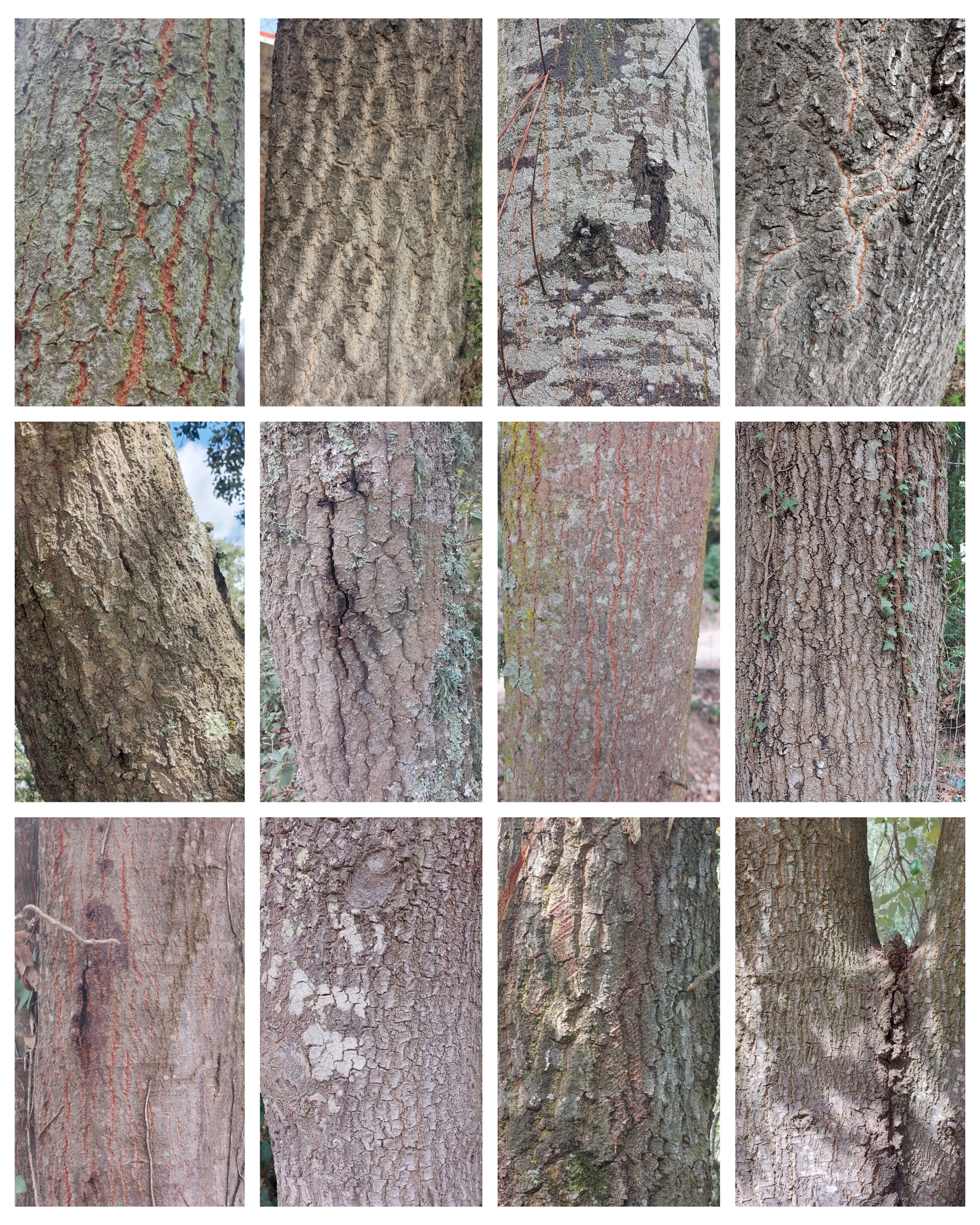 Bark of 12 different specimens of Quercus ×morisii