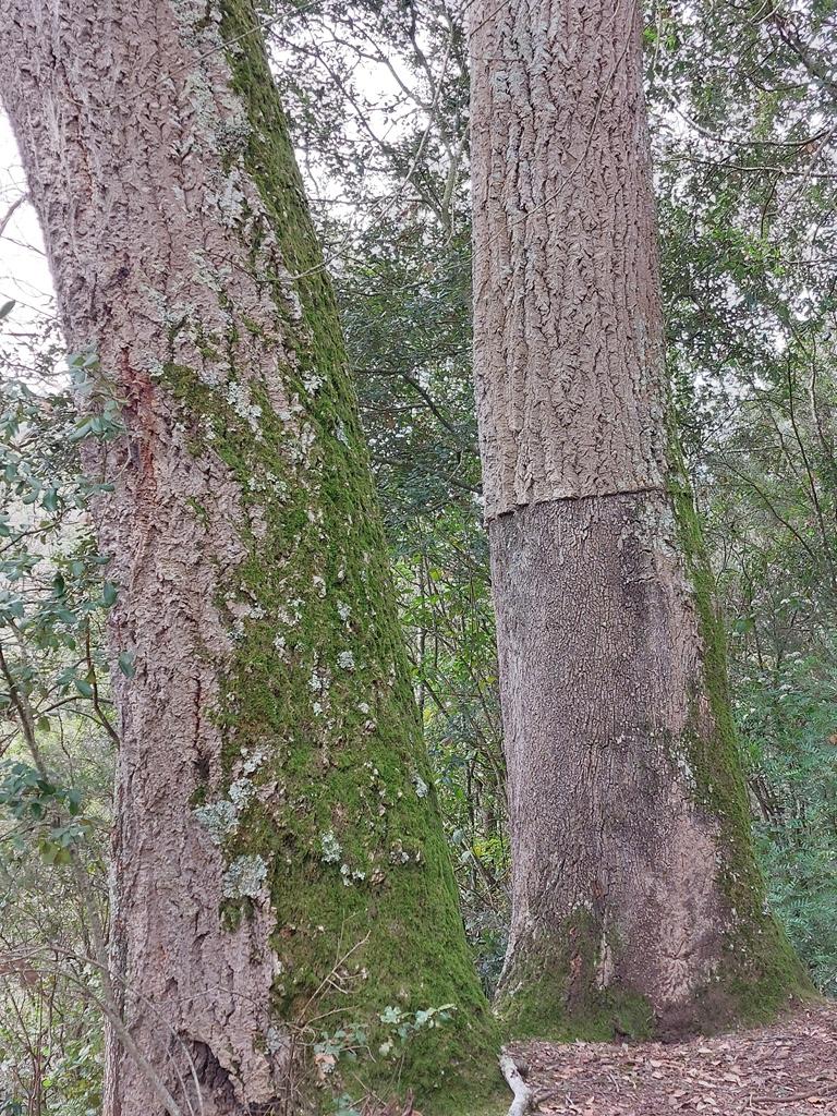 A large Q. suber hybrid in Massanes (Girona, Catalonia), known as Surolí de Cal Músic 