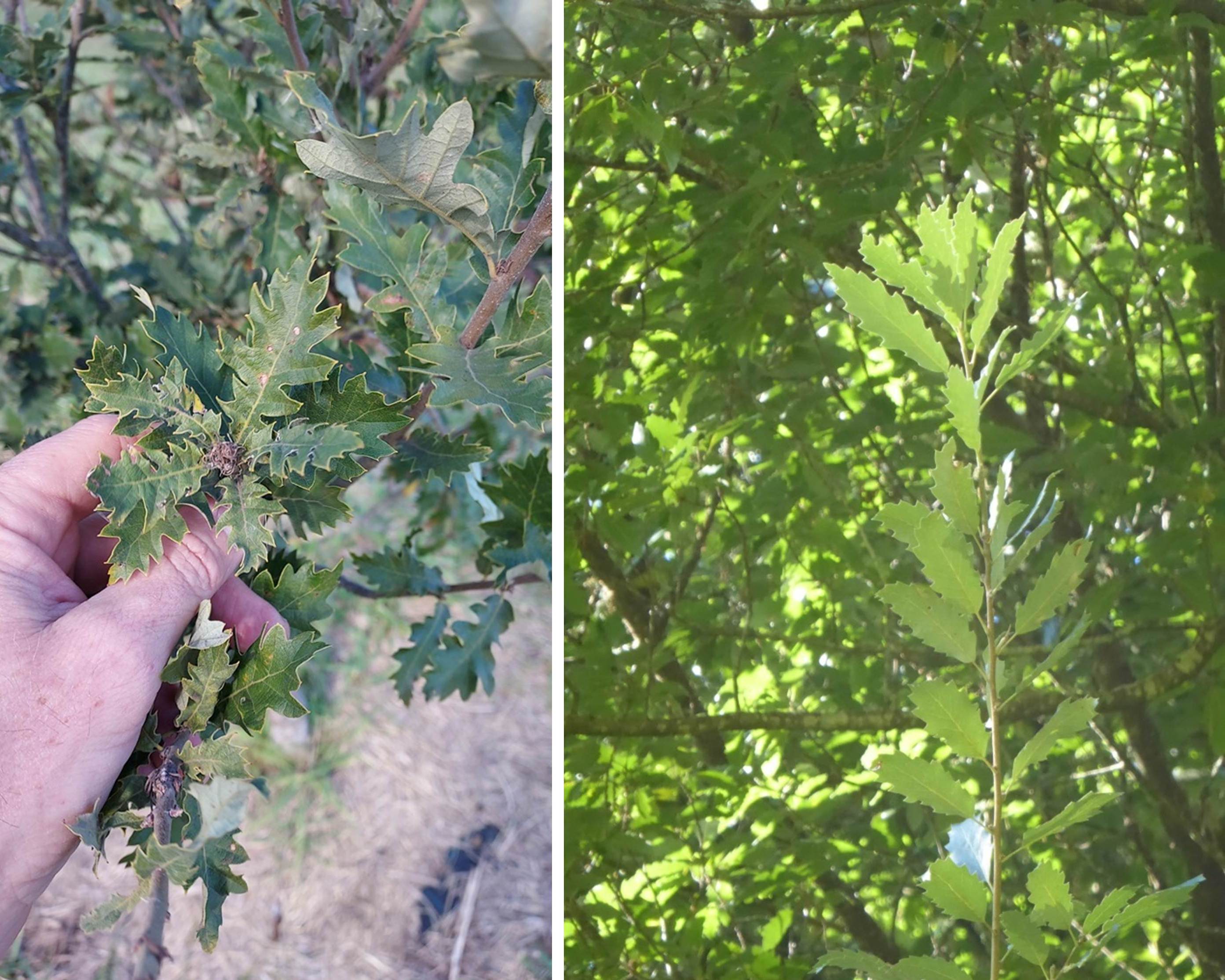 Q. afares hybrid, Quercus afares × Q. ×hispanica Ambrozyana at Hackfalls