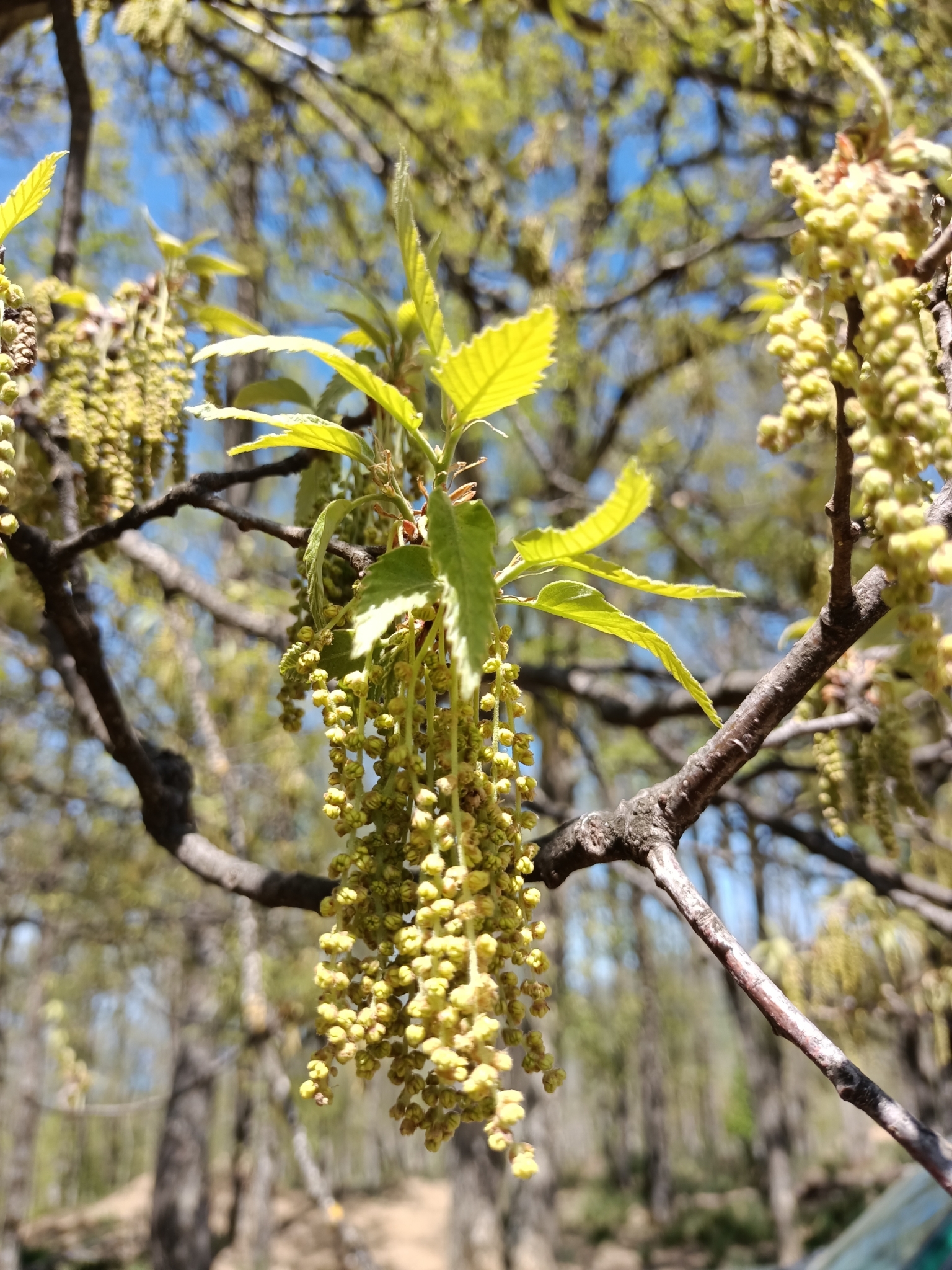 Quercus afares in flower, Algeria wahabouchareb iNat
