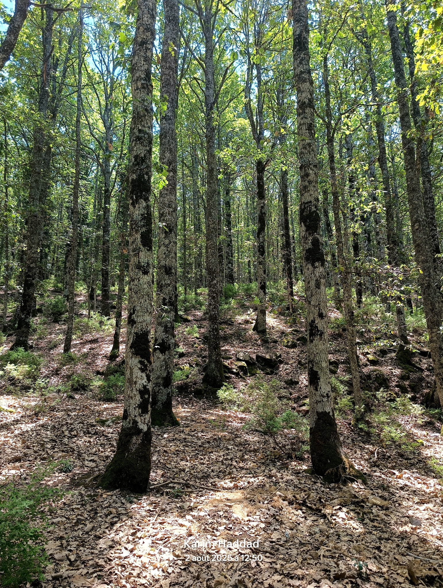 Quercus canariensis forest in Algeria - iNaturalist, Karim Haddad 