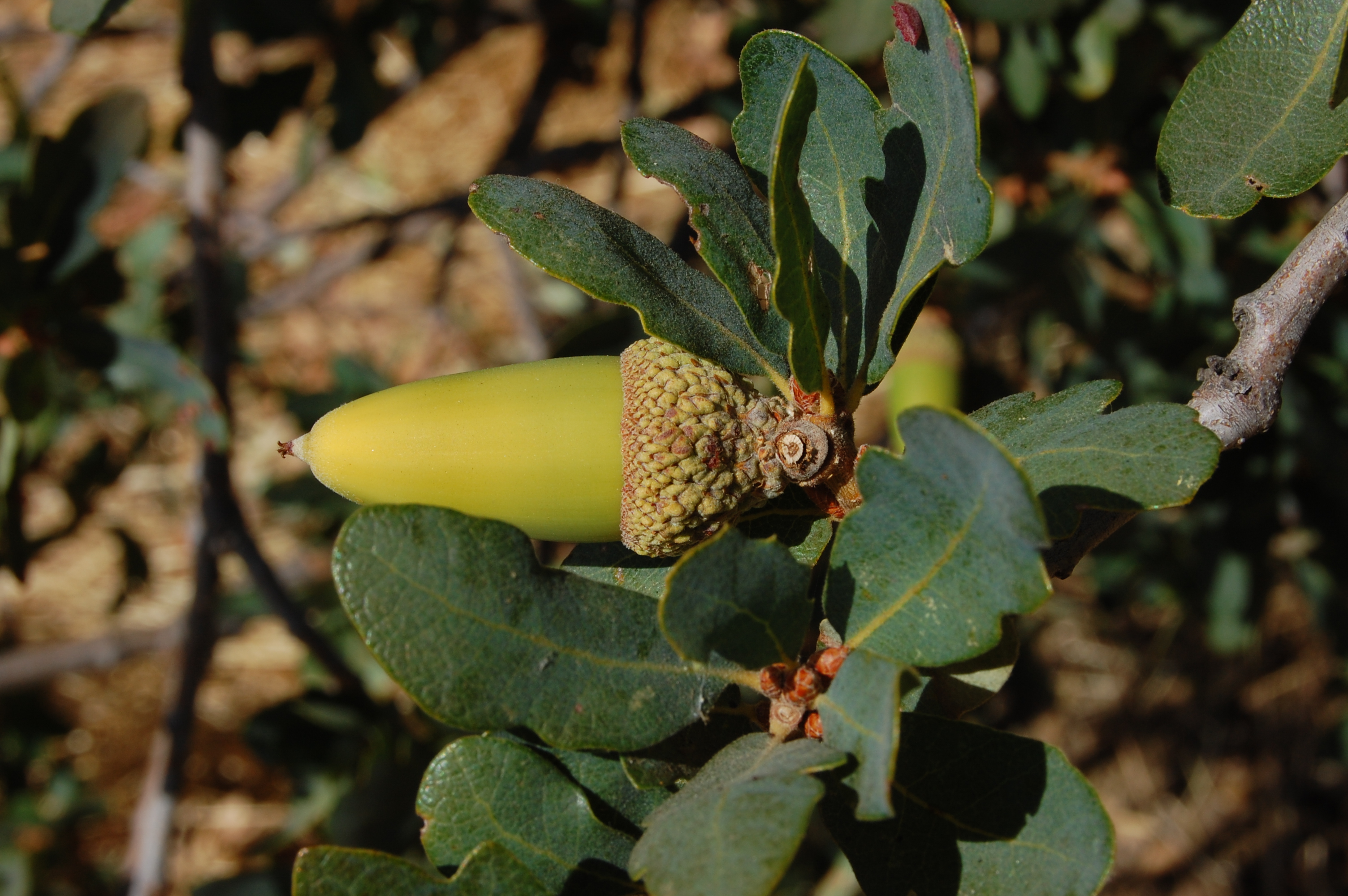 Blue oak, Quercus douglasii: currently rated as Least Concern but it could become Critically Endangered. © Eugene Zelenko. Repr