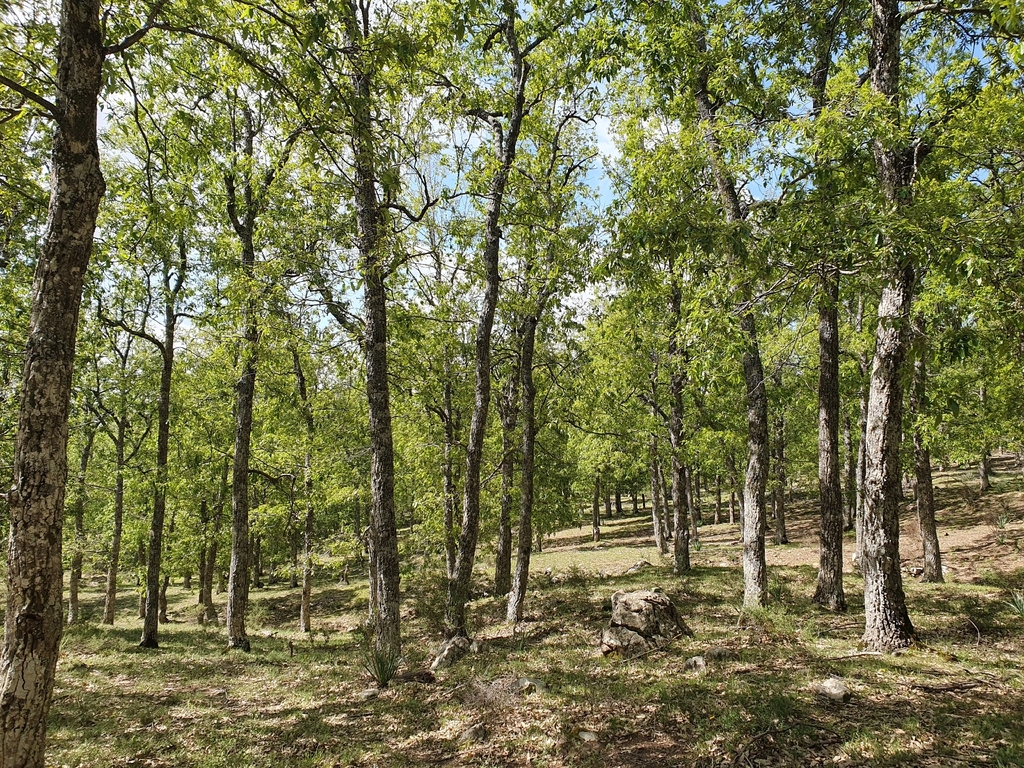 Quercus afares woodland, mehdichetibi , Algeria, Sétif Province, Ain-Sebt Commune
