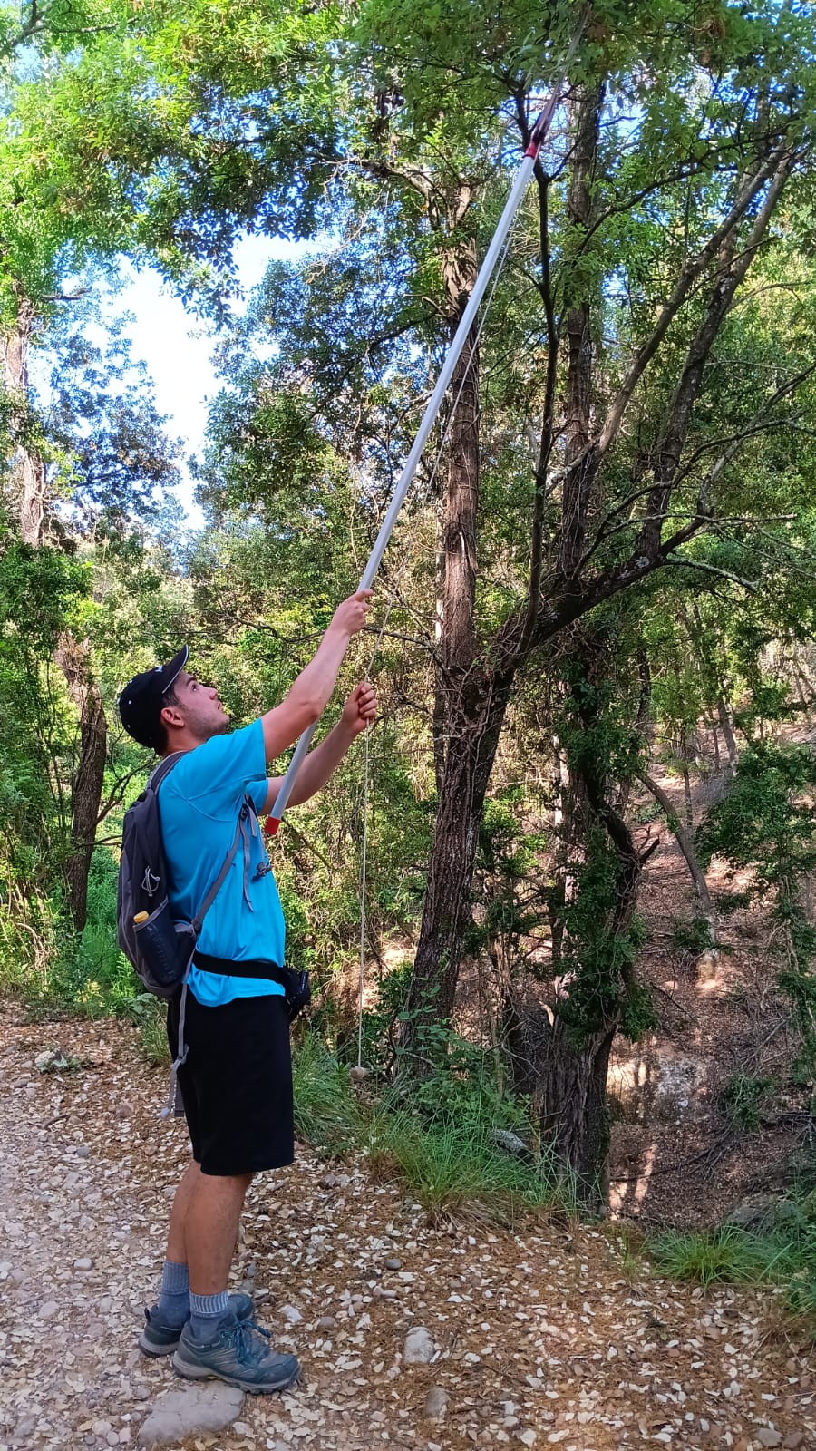 The author collecting a branch of Q. ×morisii in June, 2025