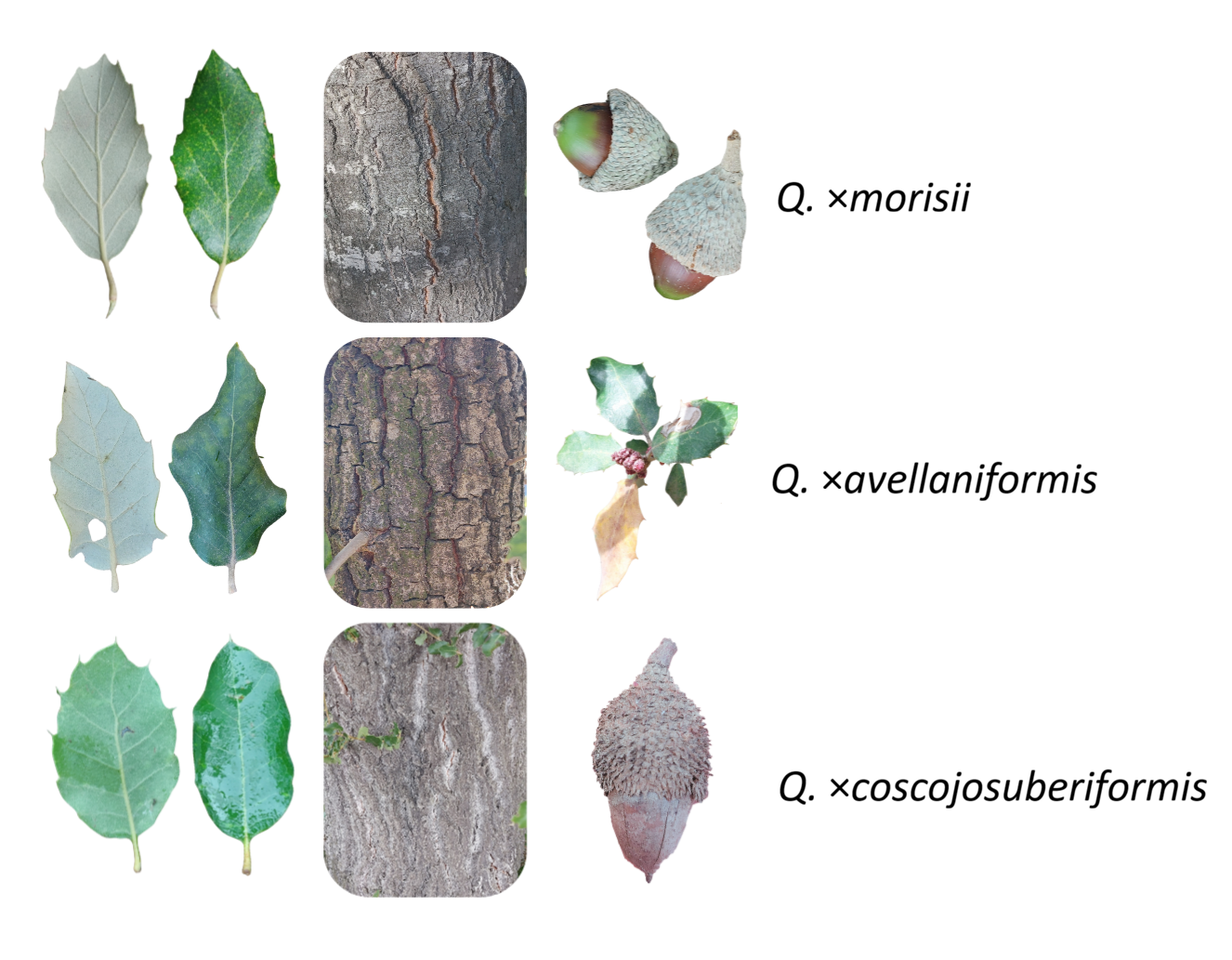 Characteristics of the 3 hybrids