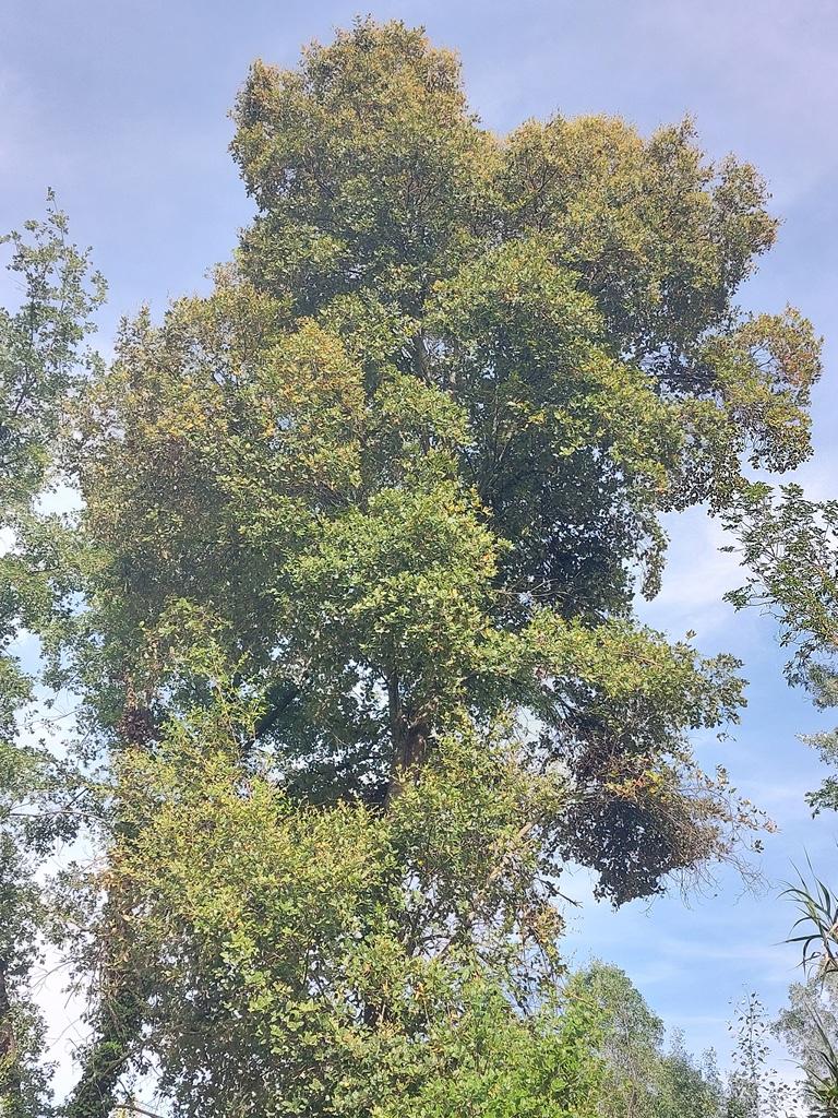 Quercus xmorisii in Calders (Barcelona), with yellowish foliage due to the emergence of new leaves in spring