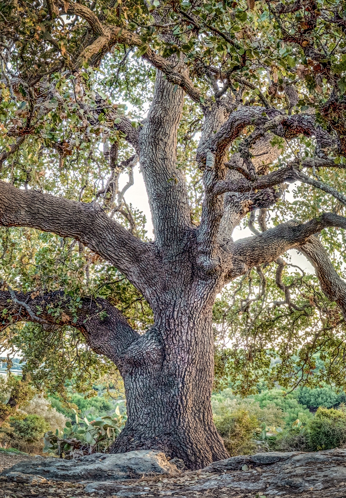 Quercus ithaburensis