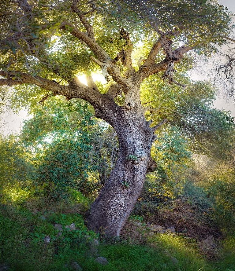 Old Palestine oak (Quercus calliprinos) in the Jerusalem Hills, morning sun filtering through its foliage. © Amit Zoran.