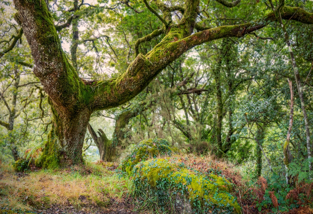 A moss-covered oak (Quercus robur / orocantabrica) in Mata de Albergaria, Peneda-Gerês National Park, Portugal. © Amit Zoran.