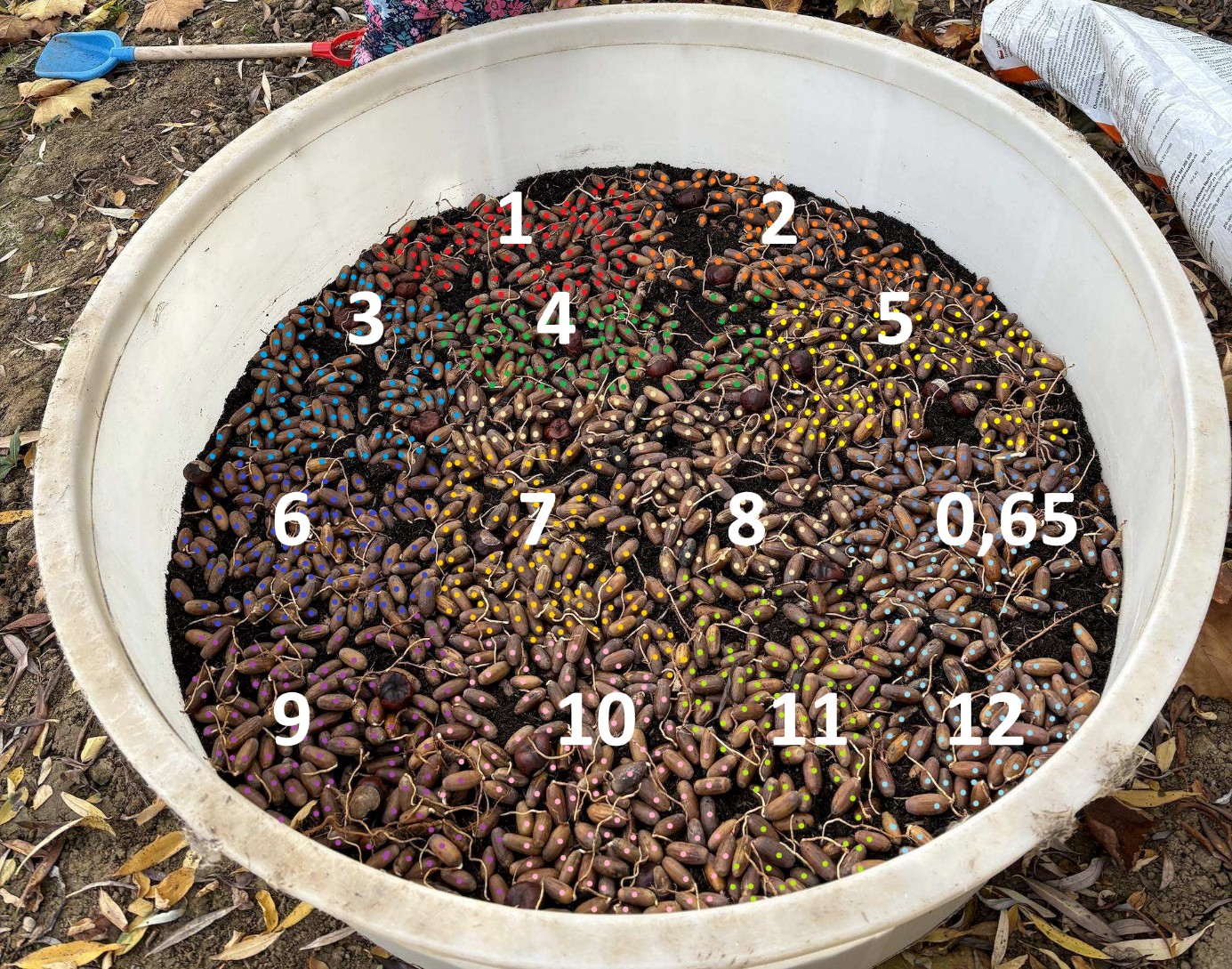 A1's 2024 acorns