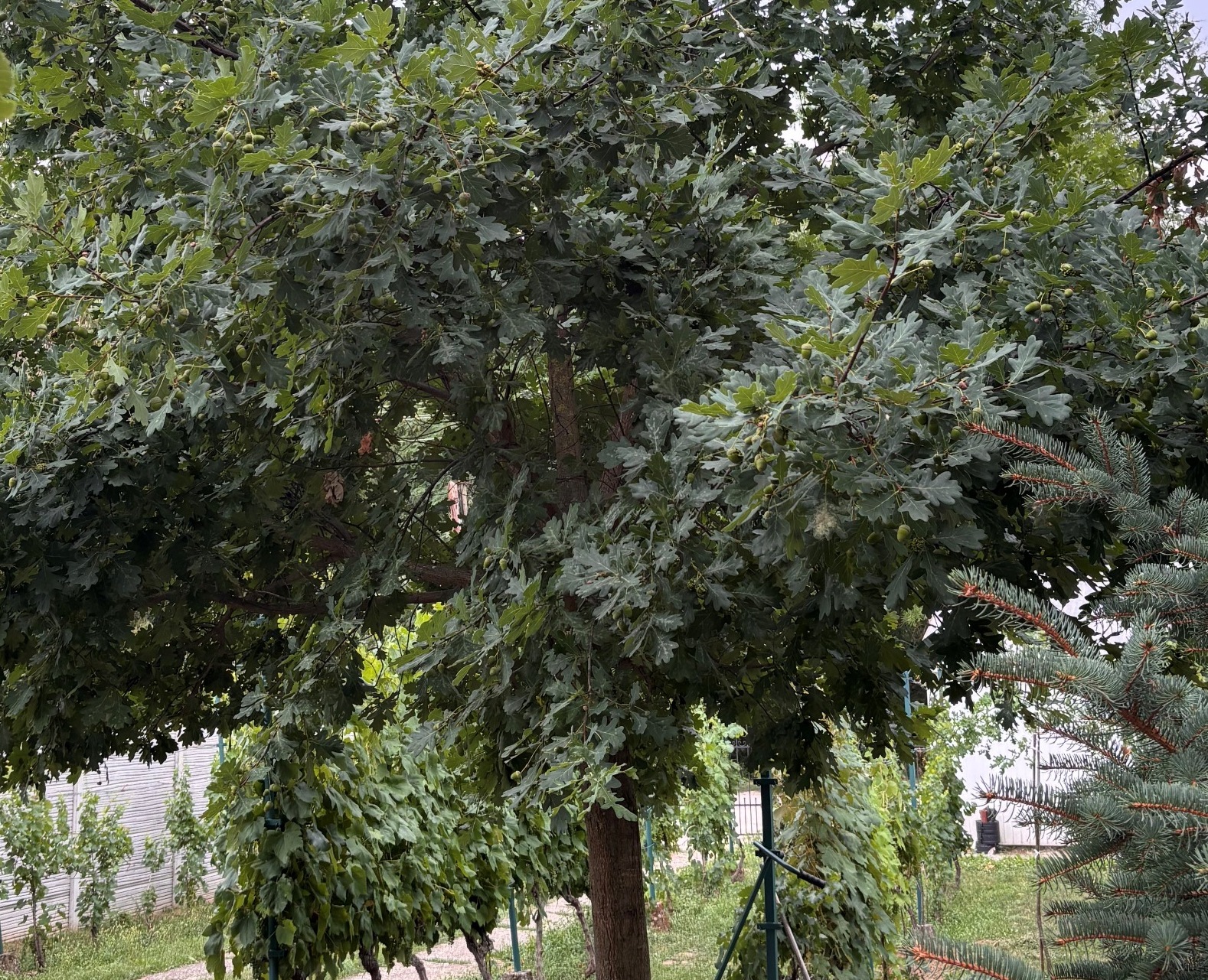 The A1 tree heavily laden with acorns in 2026